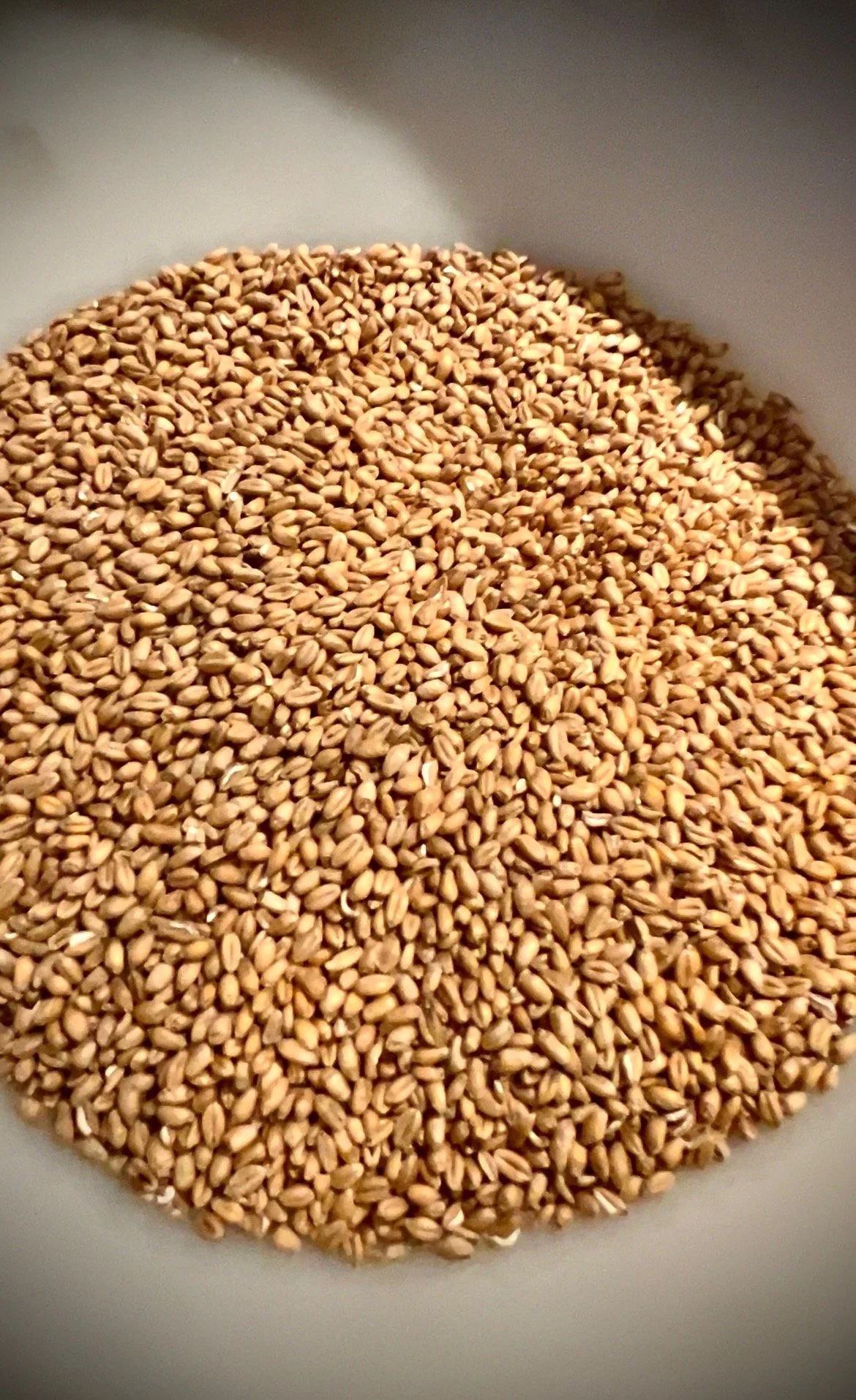Close-up of a white bowl filled with sesame seeds.