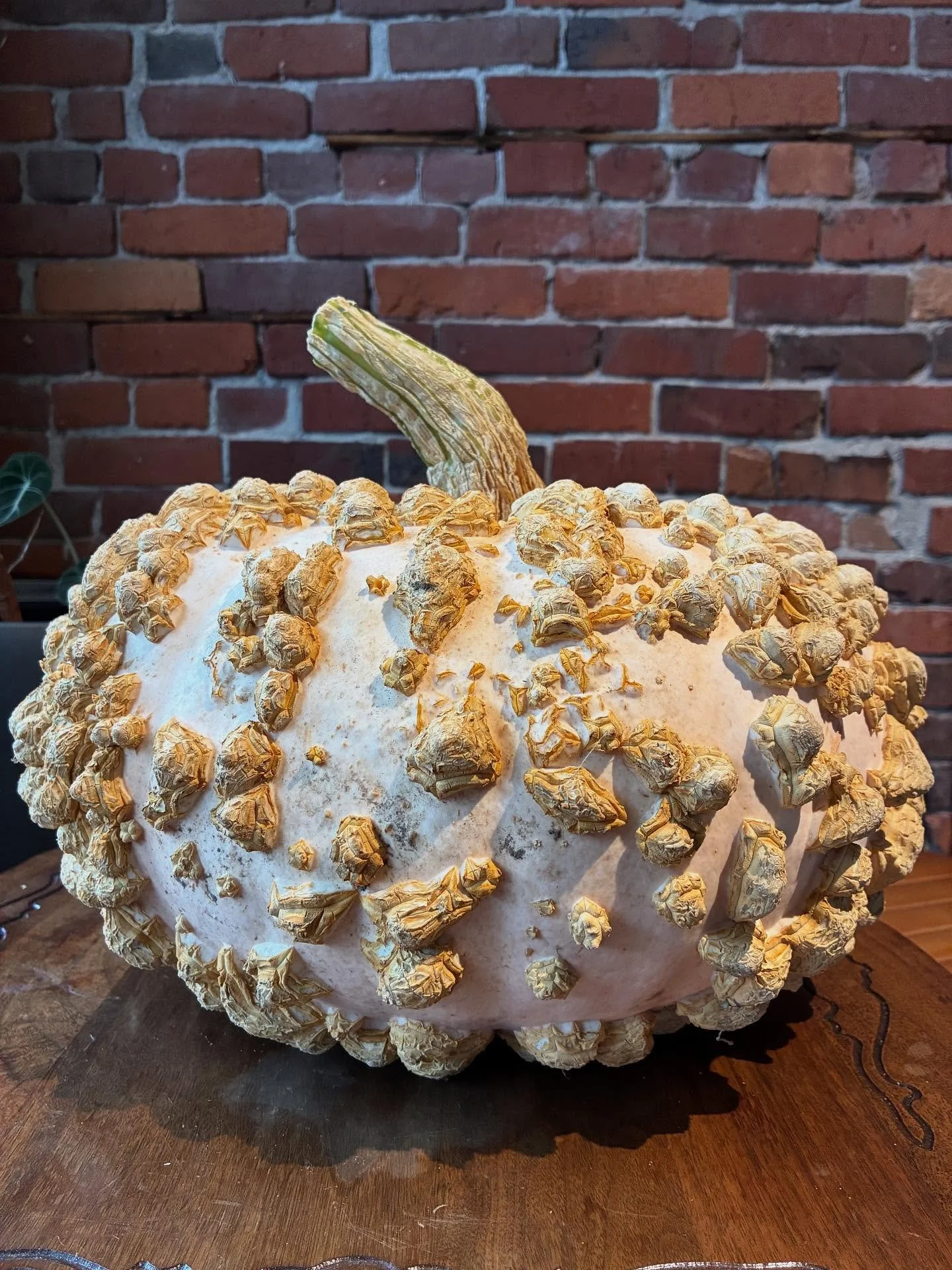Galeux D&rsquo;eysines pumpkin from @cedarislefarm for our pumpkin pie. 

Your artisan pie shouldn&rsquo;t be made with canned pumpkin.  Just sayin.. 

Preorder yours now on our website.