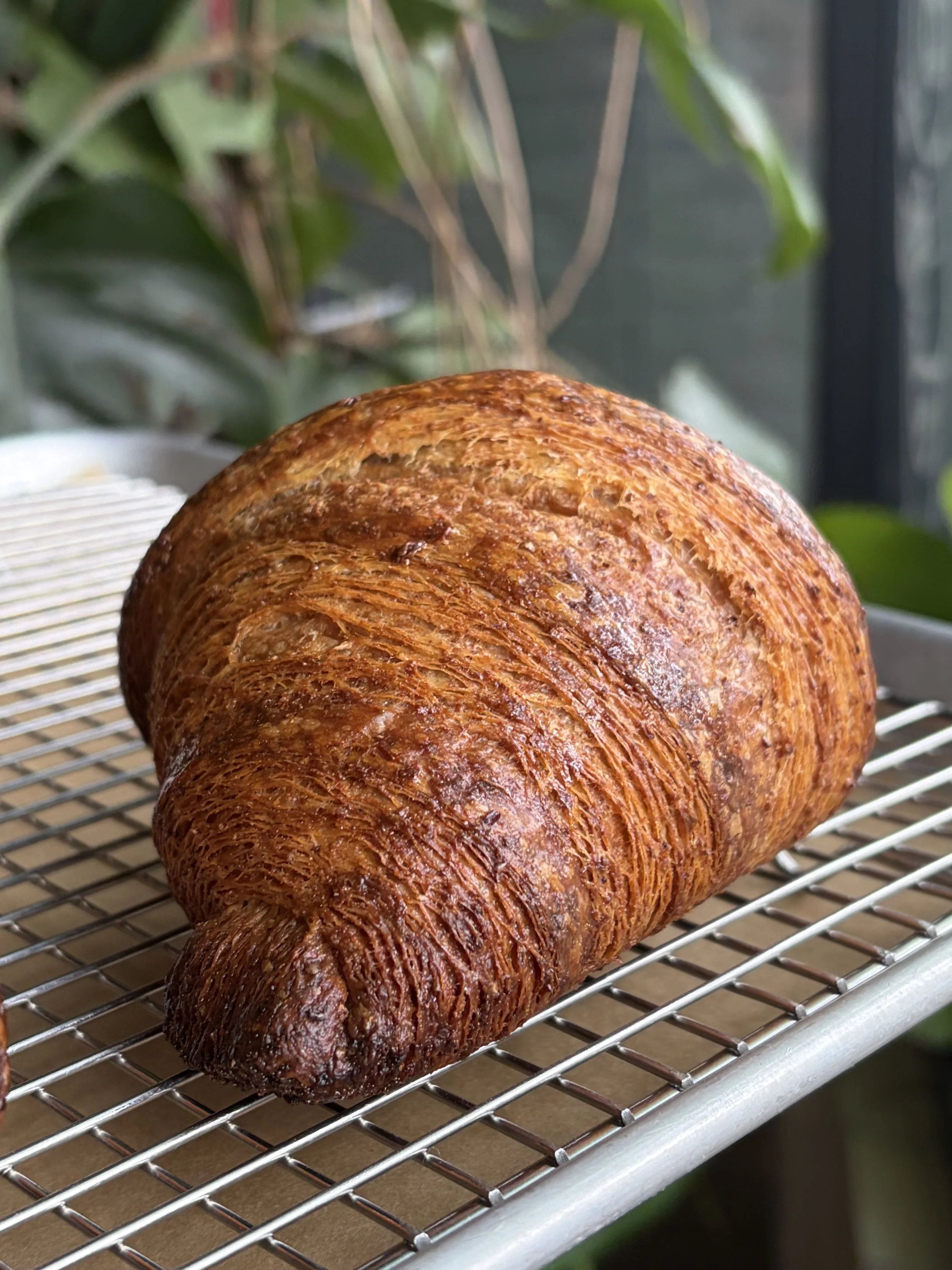 Whole Grain Croissant