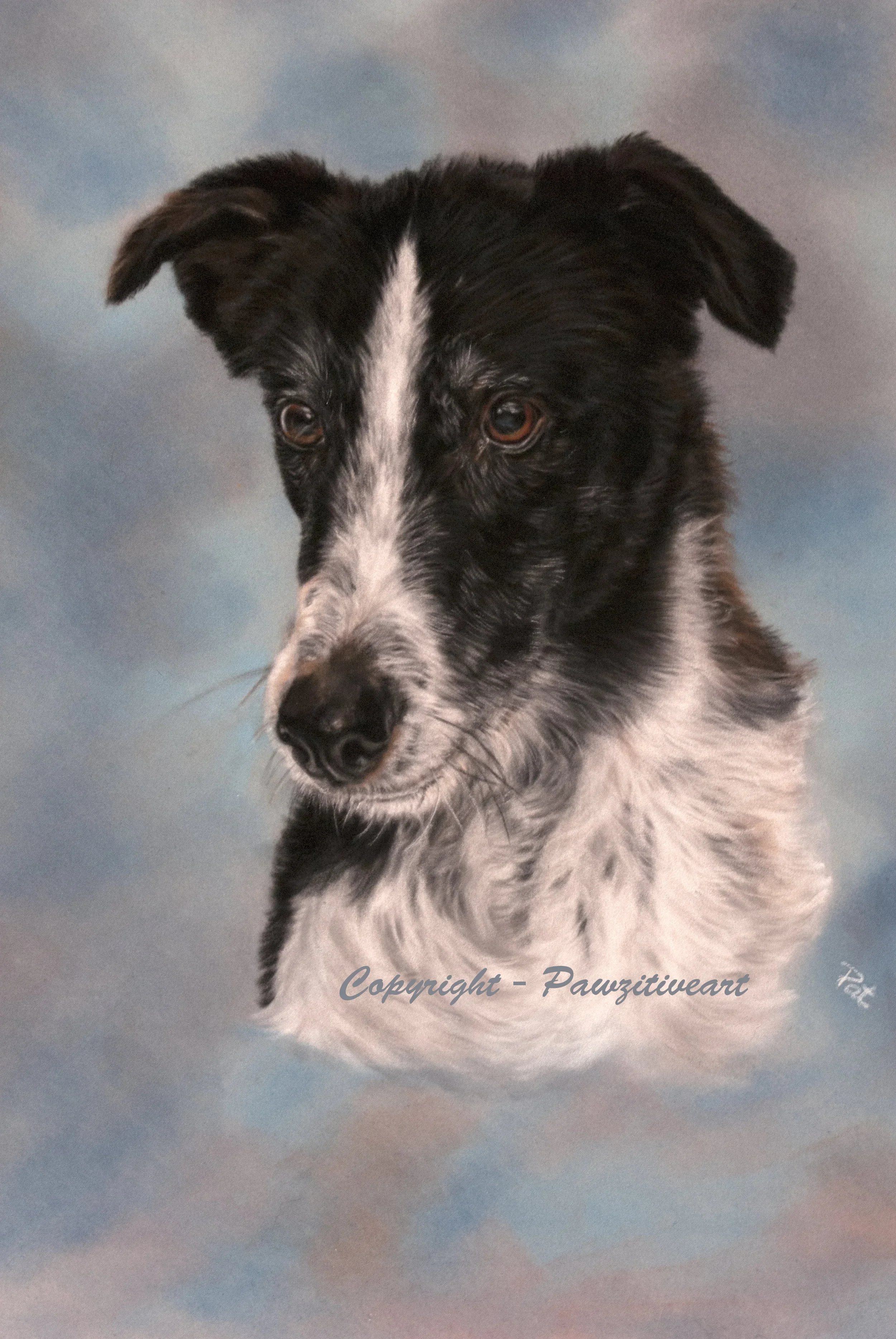 Portrait of a black and white dog with a pink and blue cloudy background.