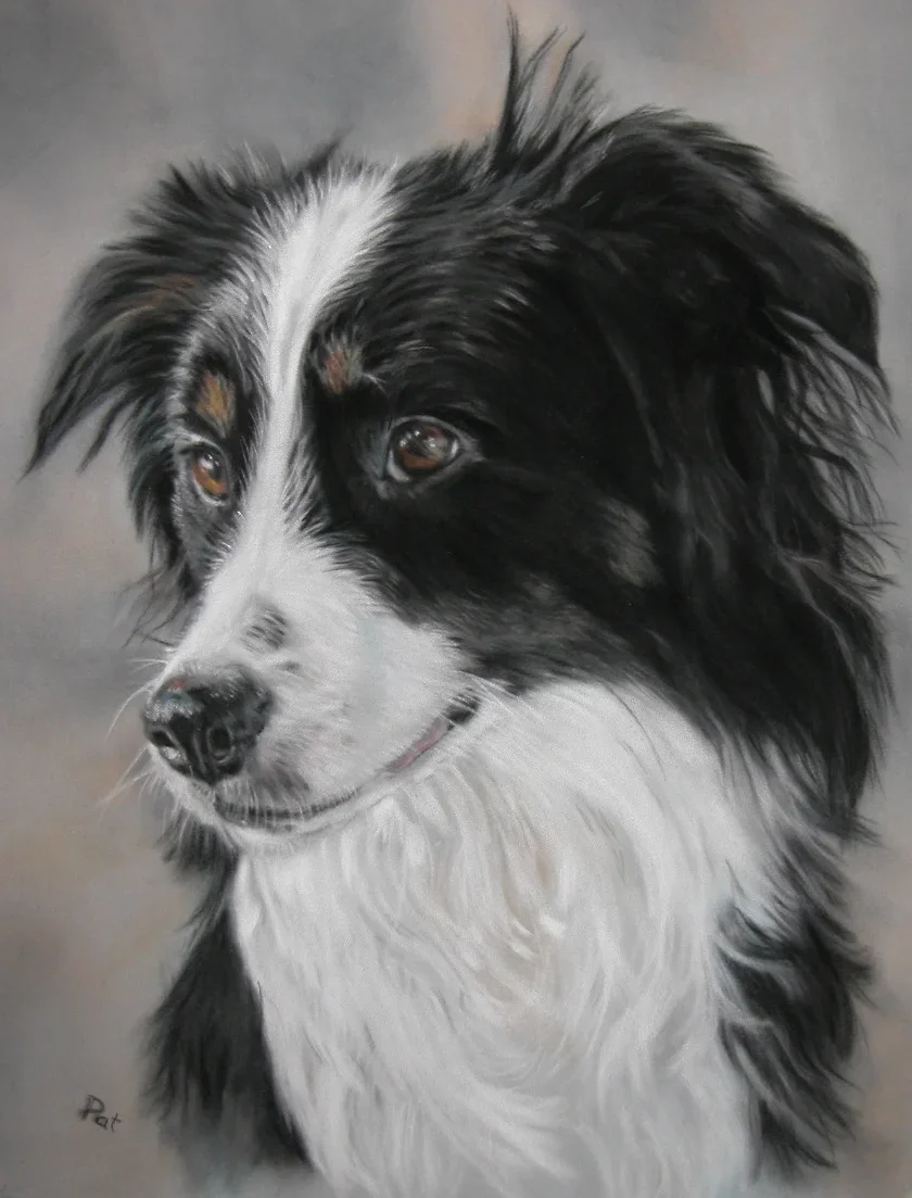 Painting of a black and white dog, possibly an Australian Shepherd, with brown eyes and a glossy coat.