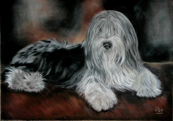 Painting of a fluffy, long-haired dog, possibly a Bearded Collie or similar breed, lying on a wooden surface.