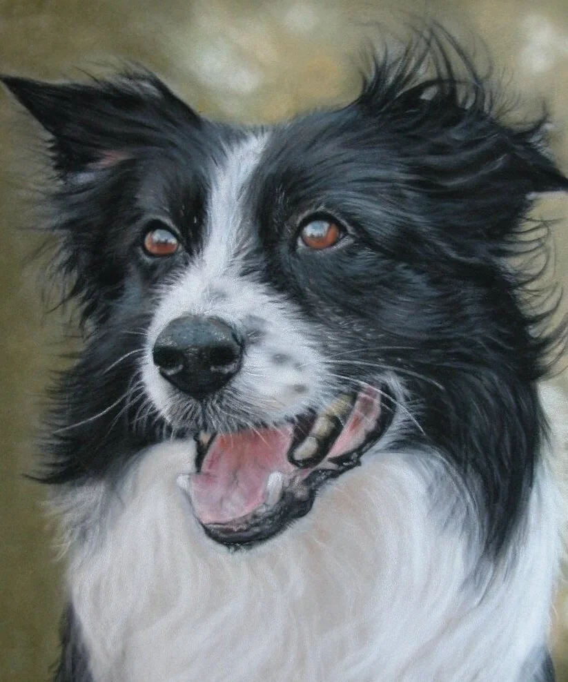 Close-up of a black and white Border Collie dog with a happy expression, mouth open, and eyes looking to the side.
