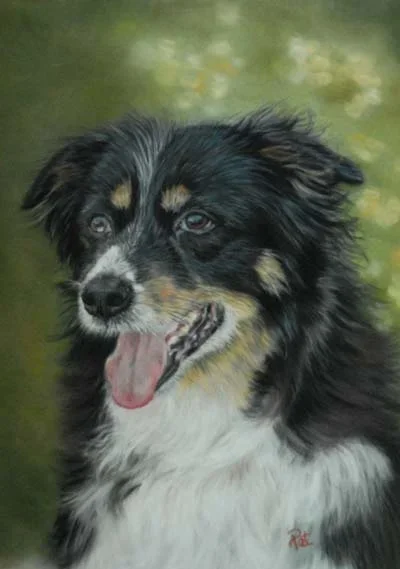 Portrait of a fluffy black, white, and tan Australian Shepherd dog with a pink tongue, outdoors with blurred green background.