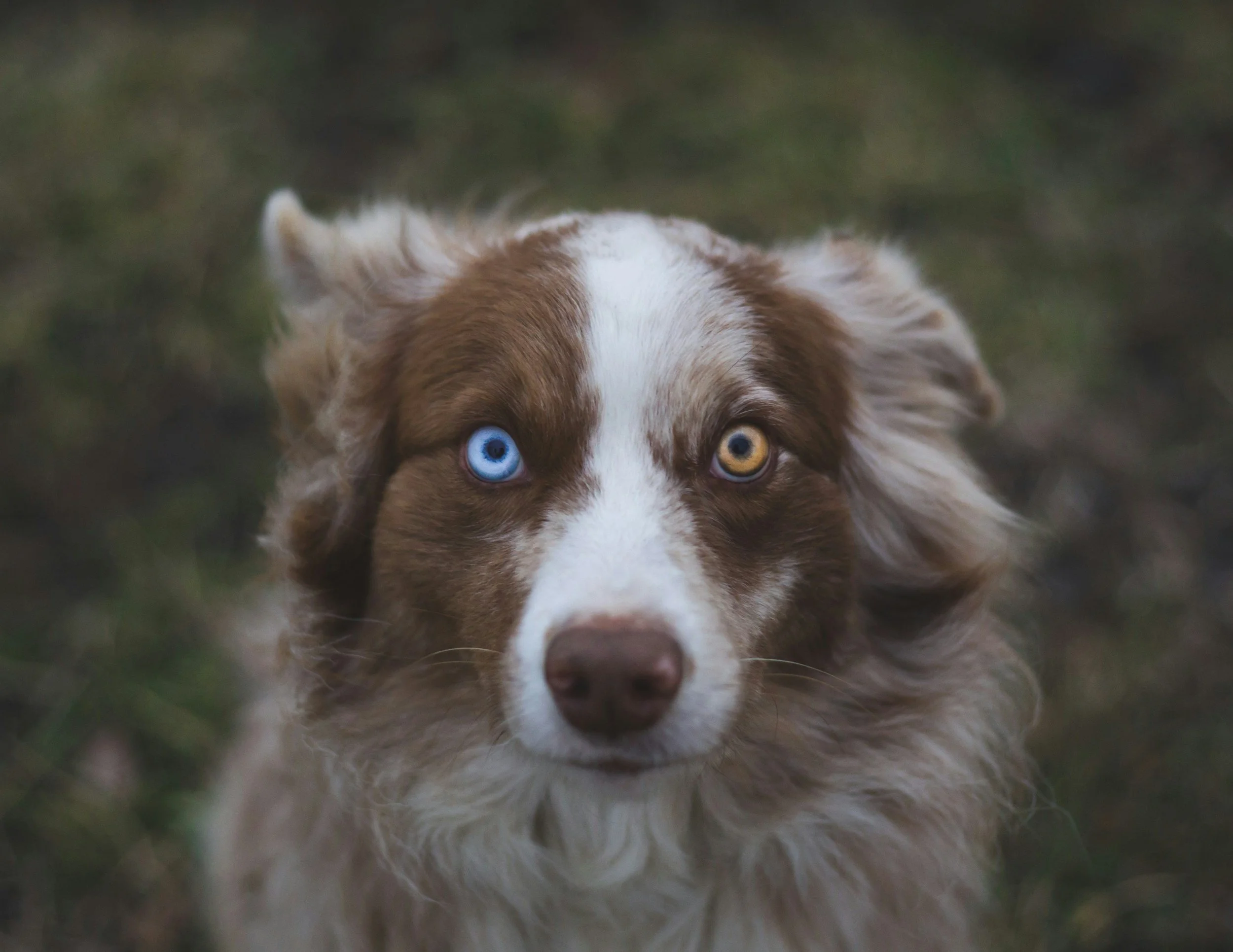 Close-up of a dog with heterochromatic eyes, one blue and one amber, with brown and white fur, outdoors on a grassy background.