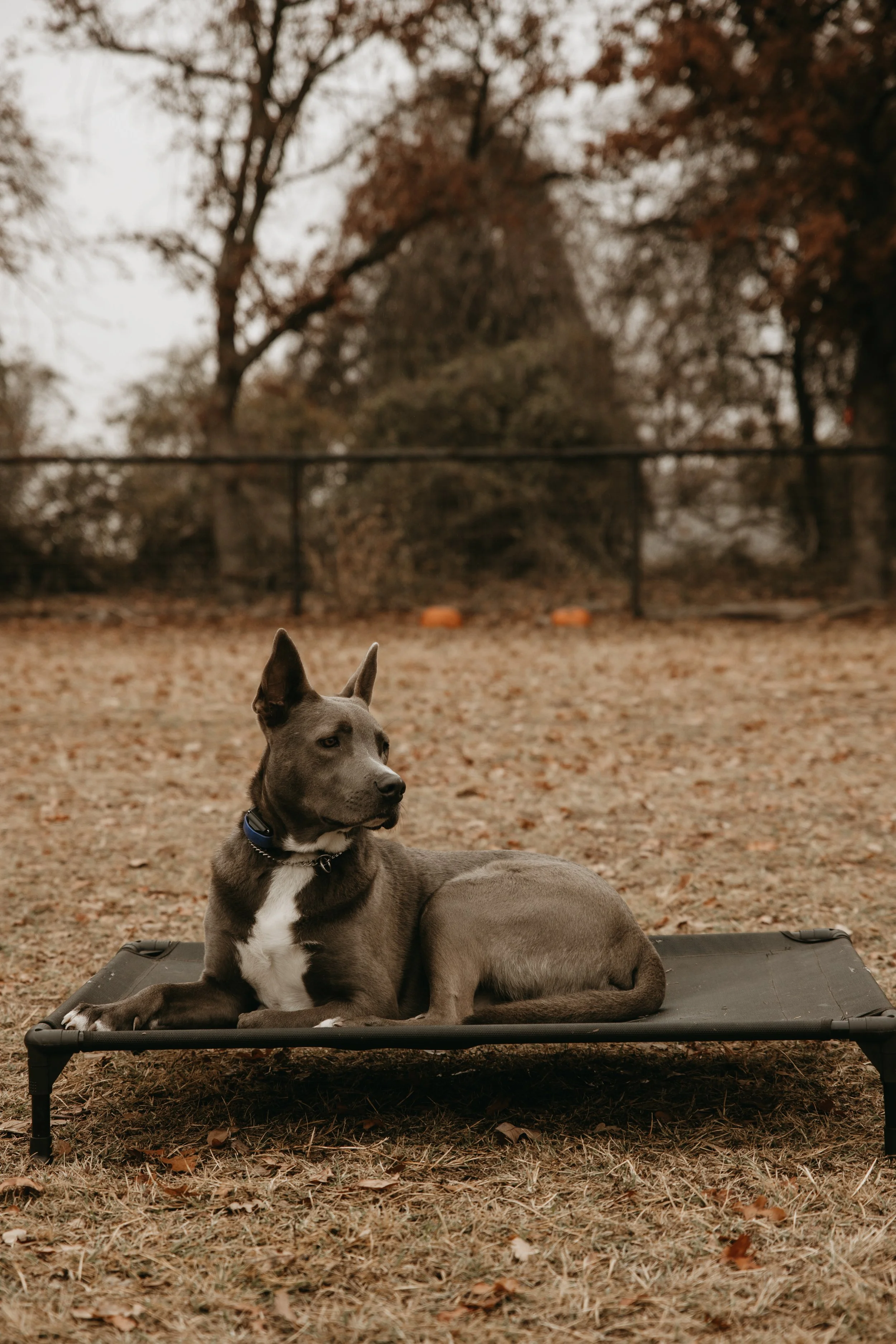 A gray dog with a white chest lying on a black elevated dog bed outdoors, with fall leaves on the ground and a tree in the background.
