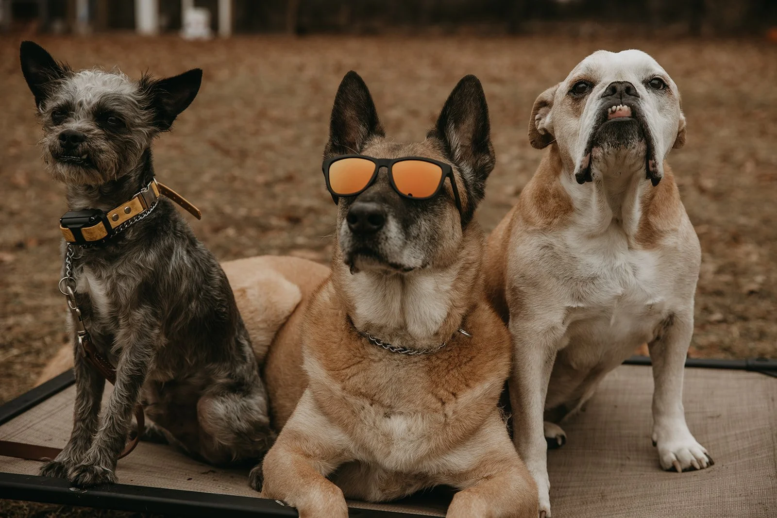 Three dogs sitting on a platform outdoors. The dog on the left is a small, scruffy dog with a collar and chain, the middle dog is a larger dog wearing sunglasses, and the dog on the right is a large, fawn-colored bulldog.