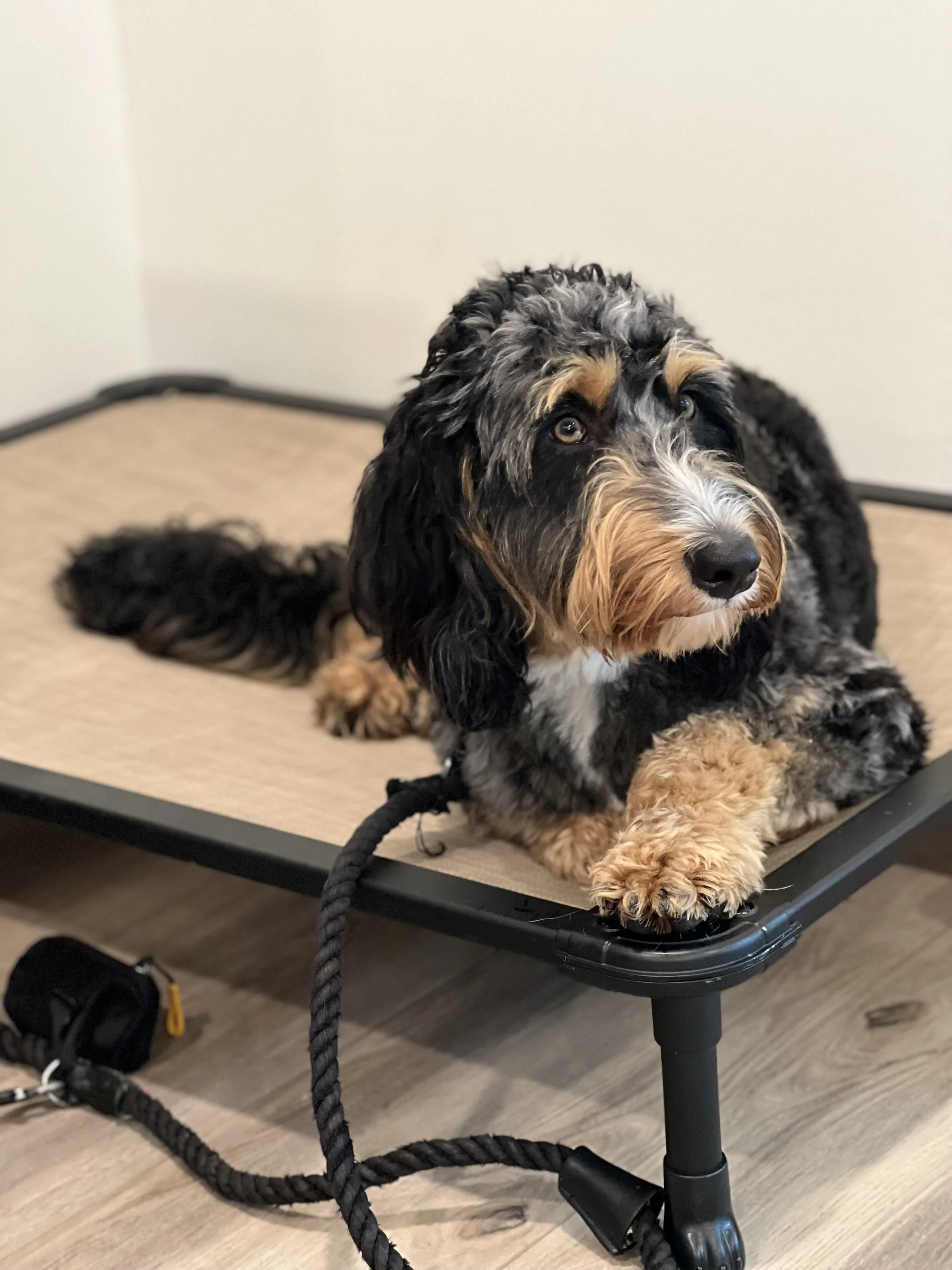 2 Week Board and Train