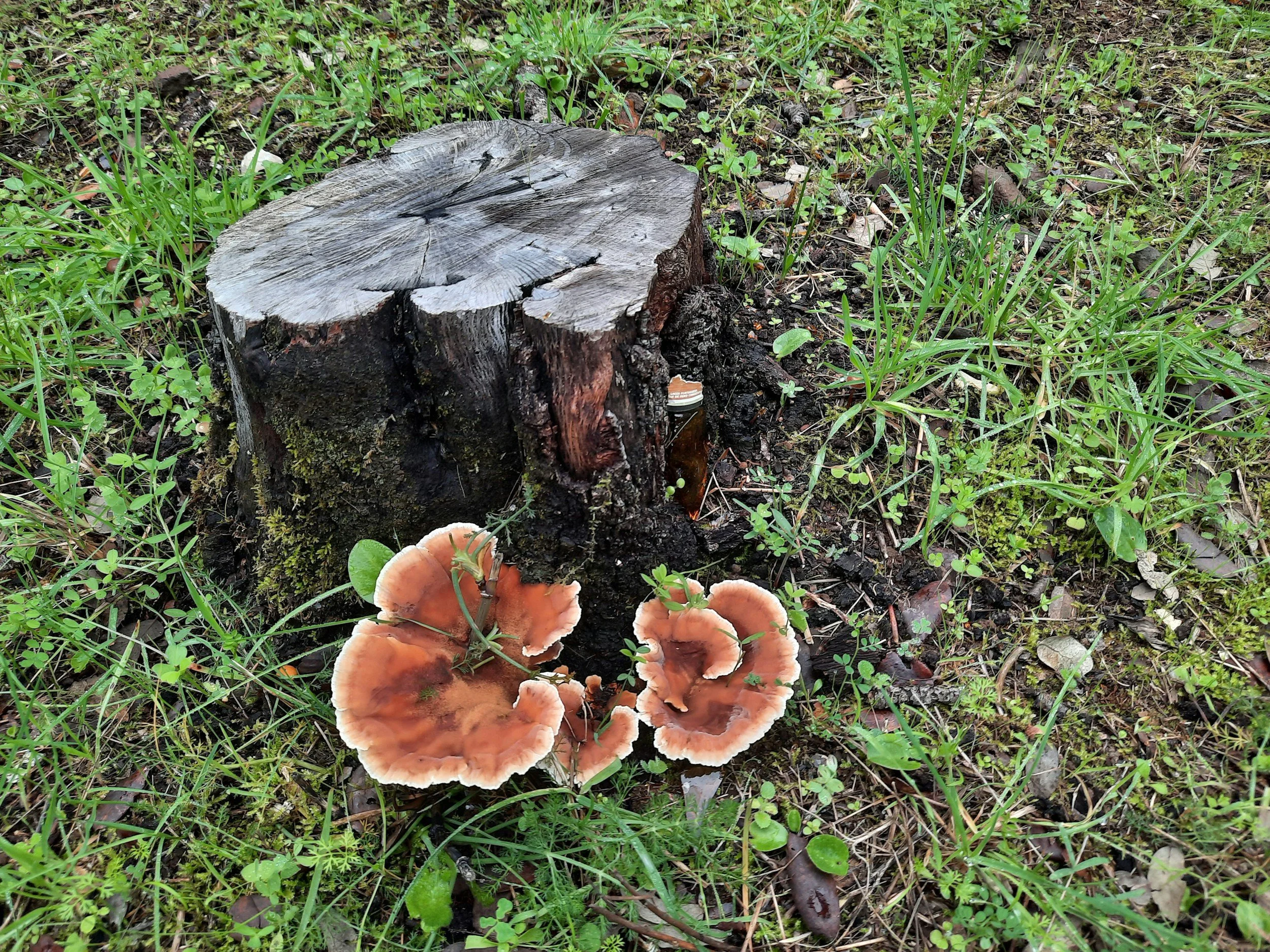 A weathered tree stump surrounded by green grass and small plants, with brown mushrooms growing at its base.