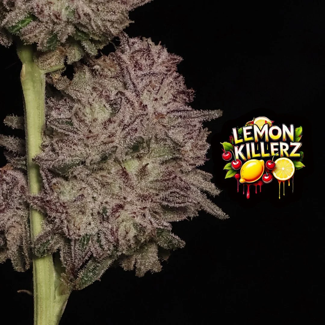 lemon killerz ig post 2.jpg