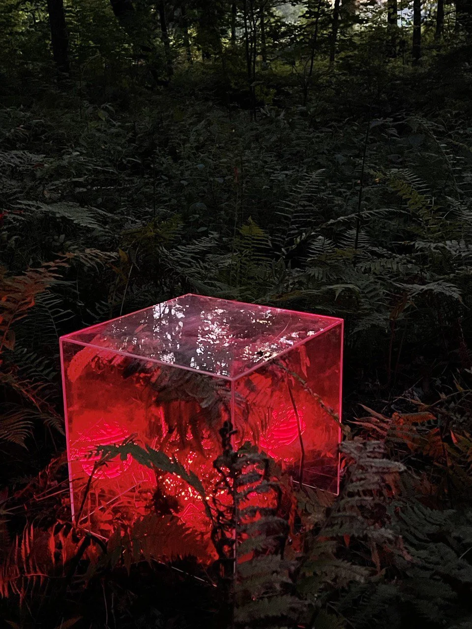 A glowing red cube with a reflective surface sits on forest floor surrounded by ferns and undergrowth in a dense woodland.