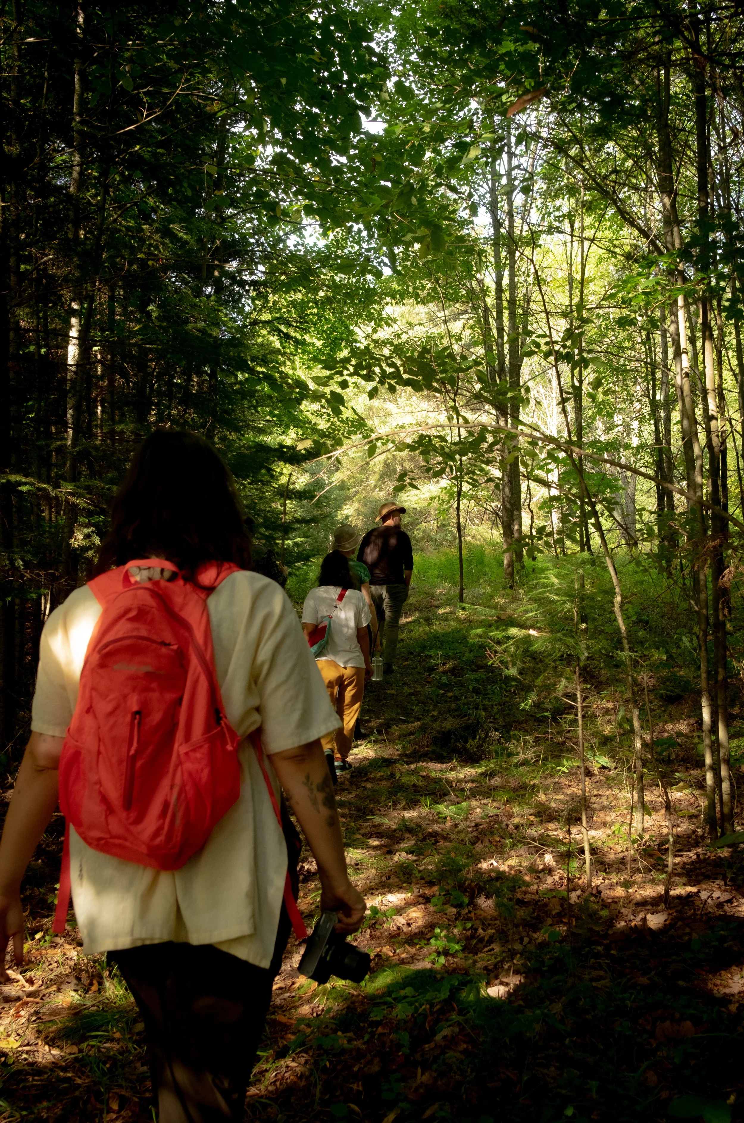 A group of people hiking through a dense, green forest during daytime, with trees and sunlight filtering through the leaves.