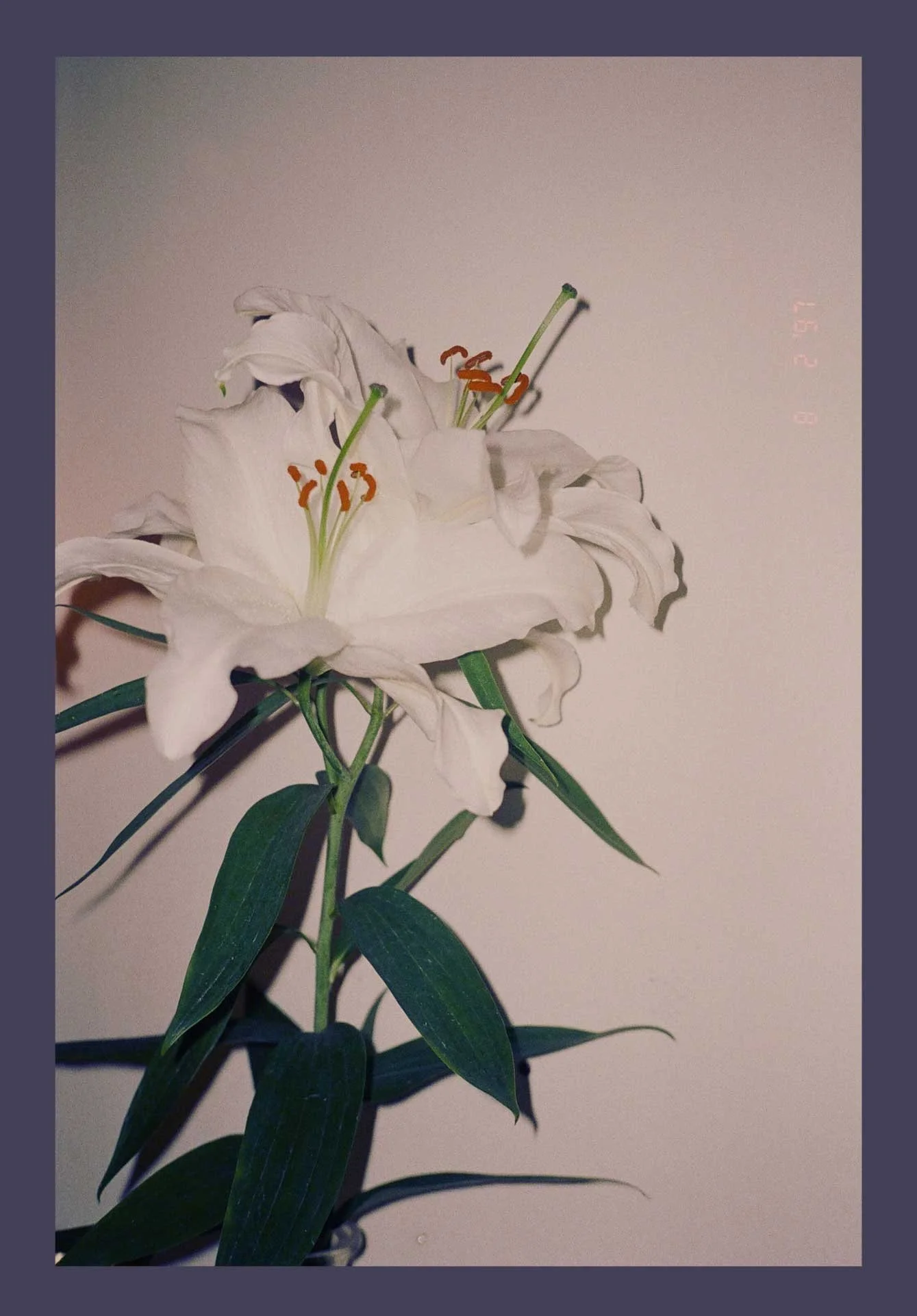A close-up of white lilies with green leaves against a plain background.