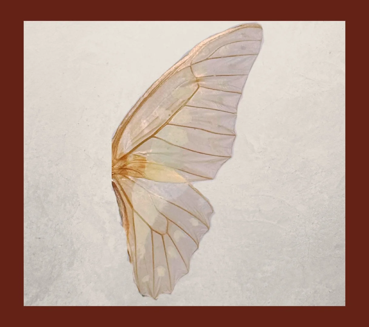 Close-up of a transparent butterfly wing with brown veins on a light background.