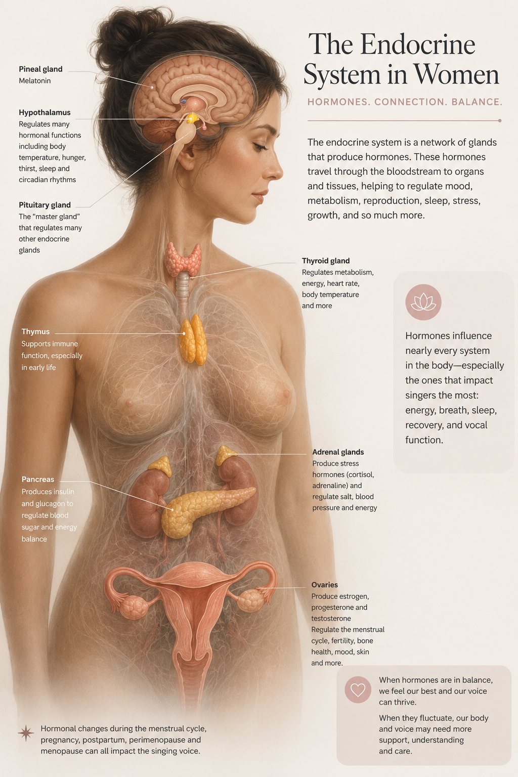 this is an infographic showing the links between the endocrine system and the female voice