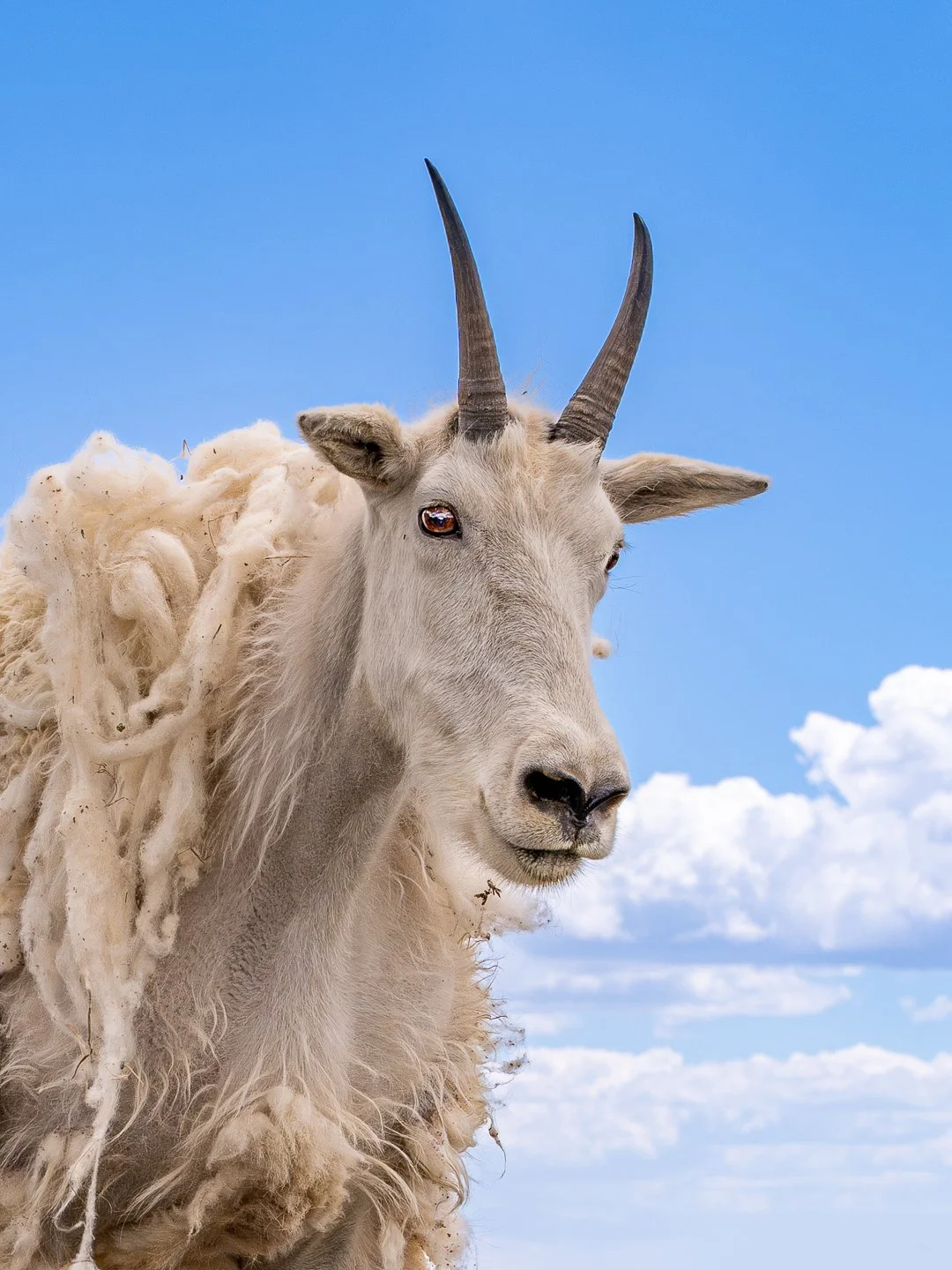 COGoats4_3-2.jpg