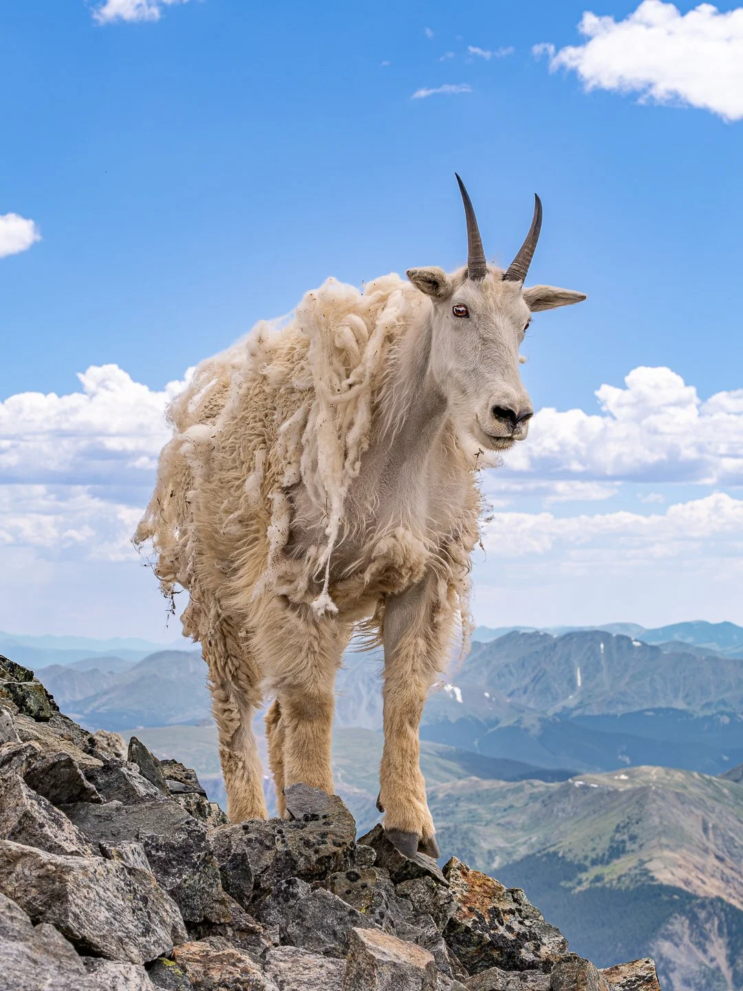 COGoats4_3-3.jpg