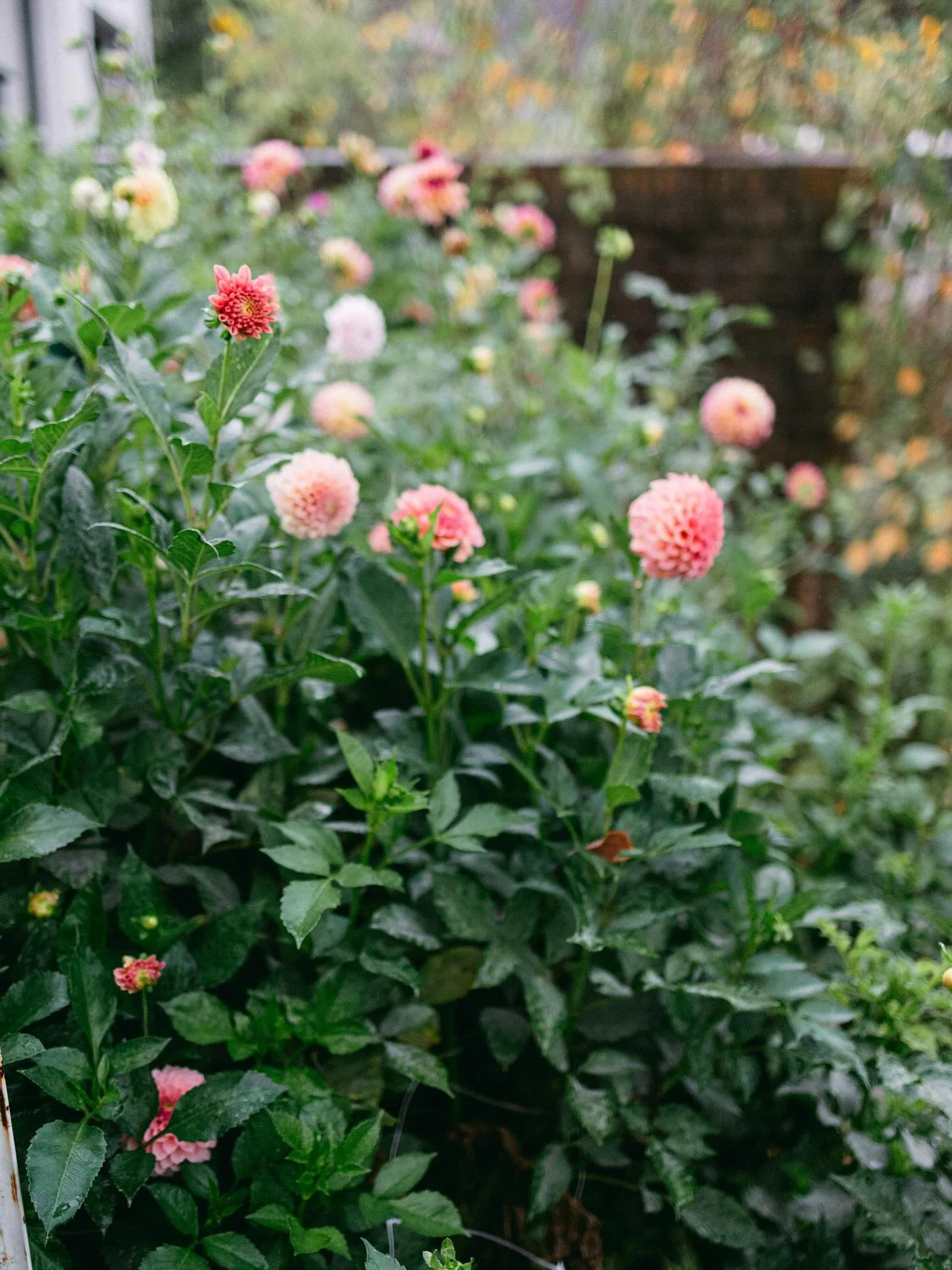 I&rsquo;ve never identified as a Swifty, or really dive into any music the way I am currently - and I don&rsquo;t know about you but I&rsquo;m so so grateful to have something to fill my ears, give me an escape from this mostly overwhelming world &am