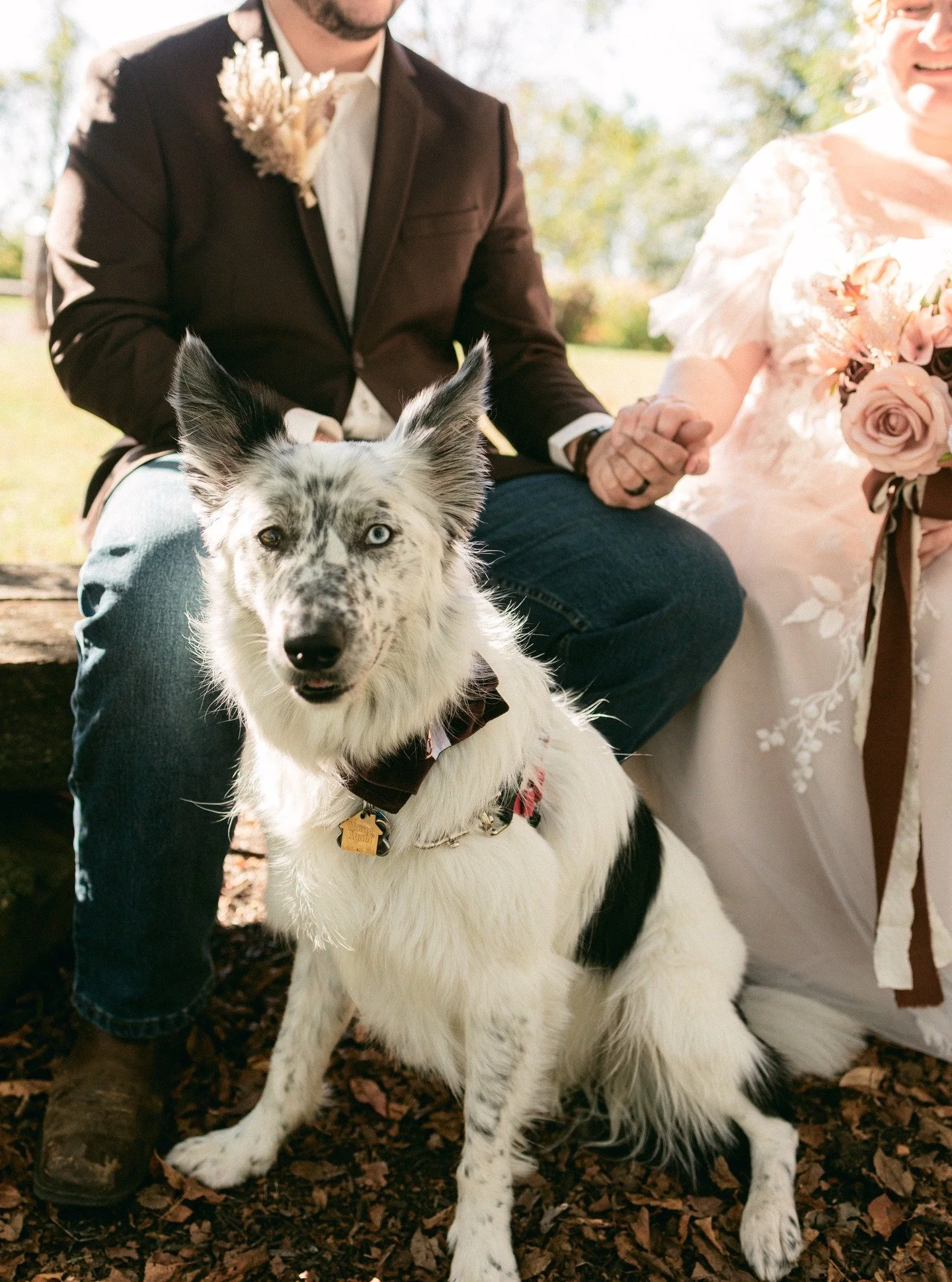 A fall filled with some good doggos!