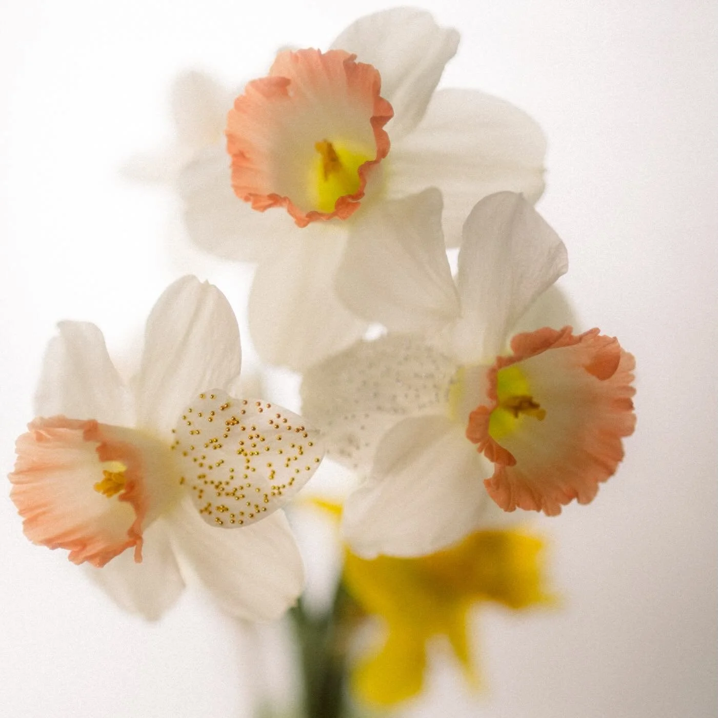 I would not buy my daughter a bedazzled. Then I wanted to bedazzle flowers and so it&rsquo;s a win for her and a win for me. Daffodils with a little sparkle ✨