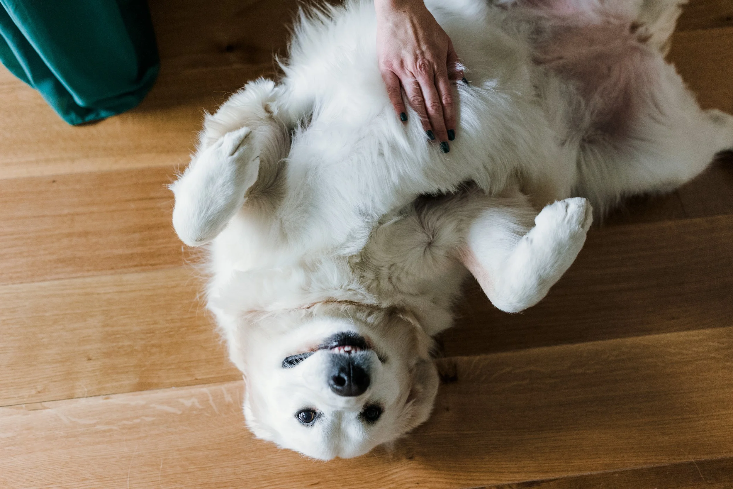 A white dog lying on its back on a wooden floor with a person's hand gently petting its belly.