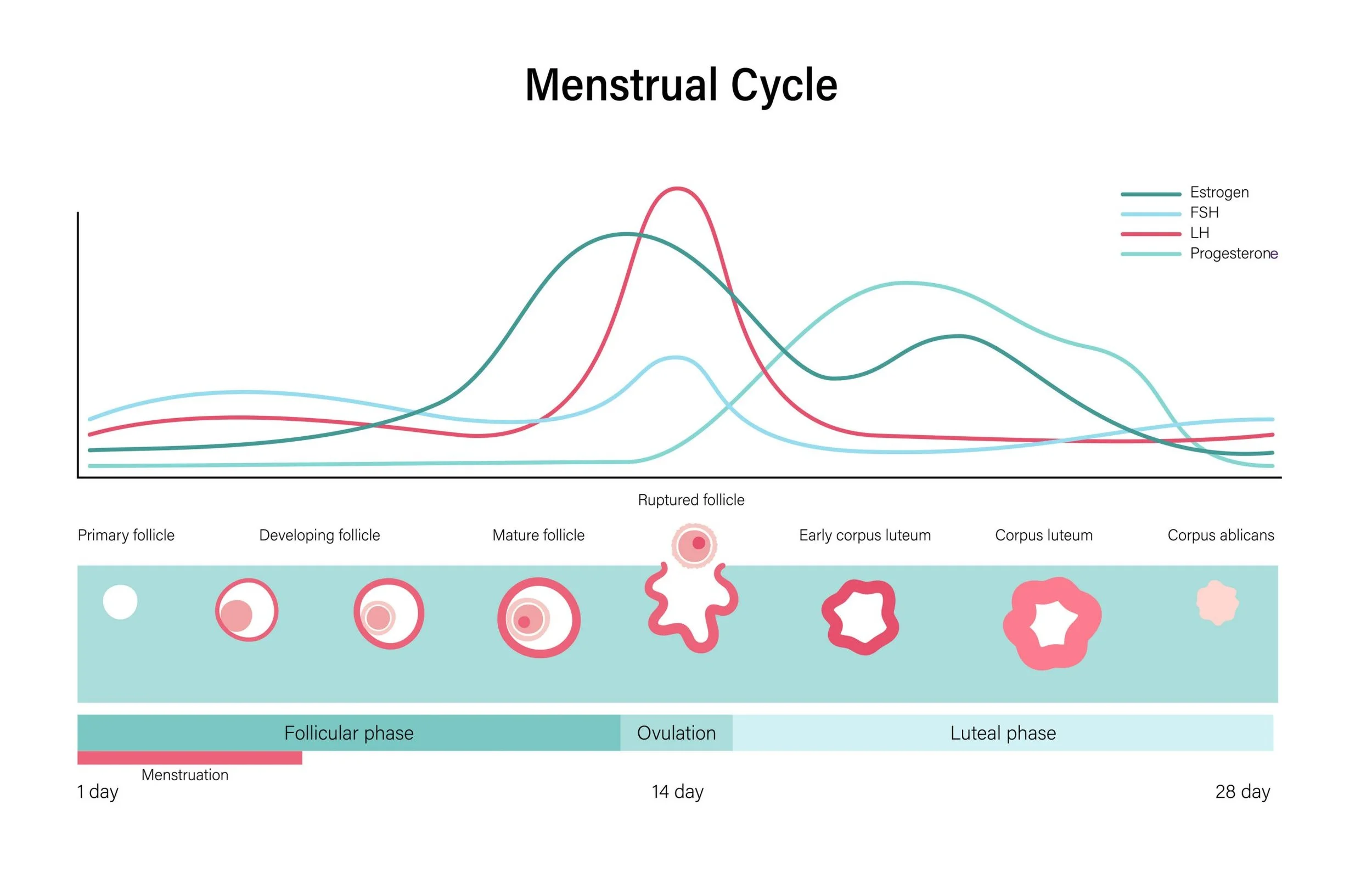 Figure 1: Overview of hormone fluctuations and follicle development across a standard 28-day menstrual cycle. Adapted from digital educational assets via Virginia Beach OBGYN.