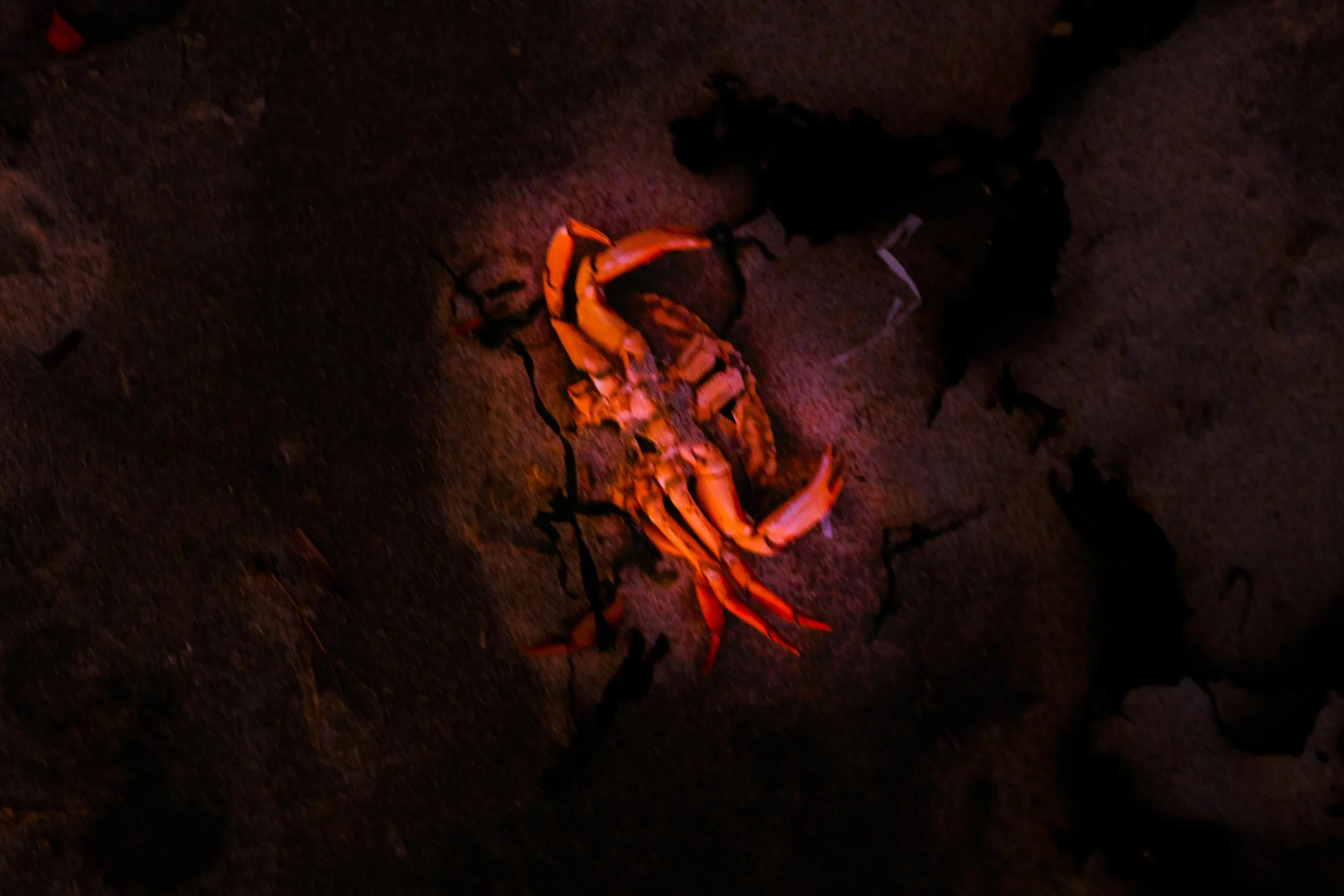 _DSF0319.jpg.   .jpg