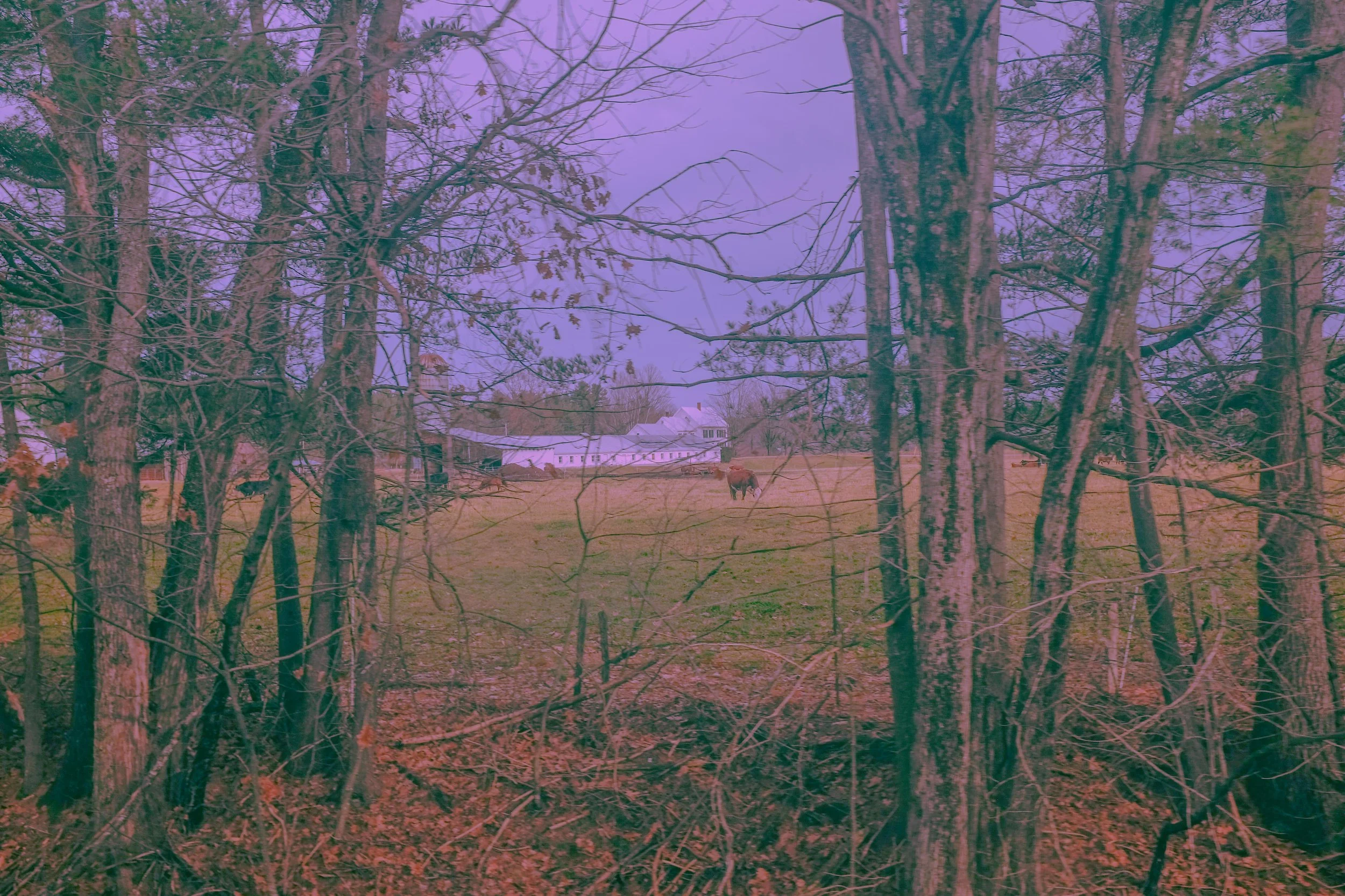 Copia de _DSF0064.jpg