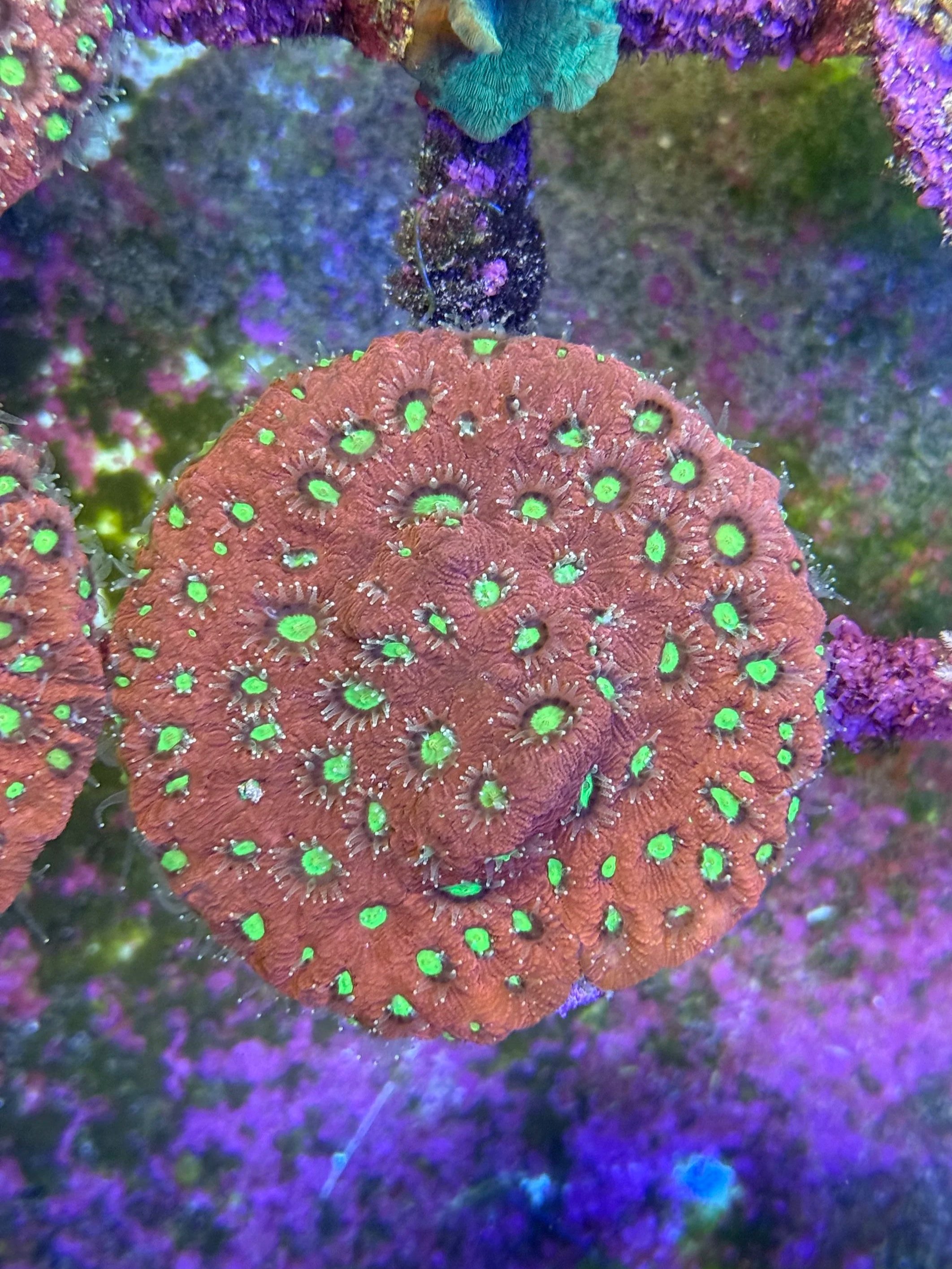 Comet Xenia