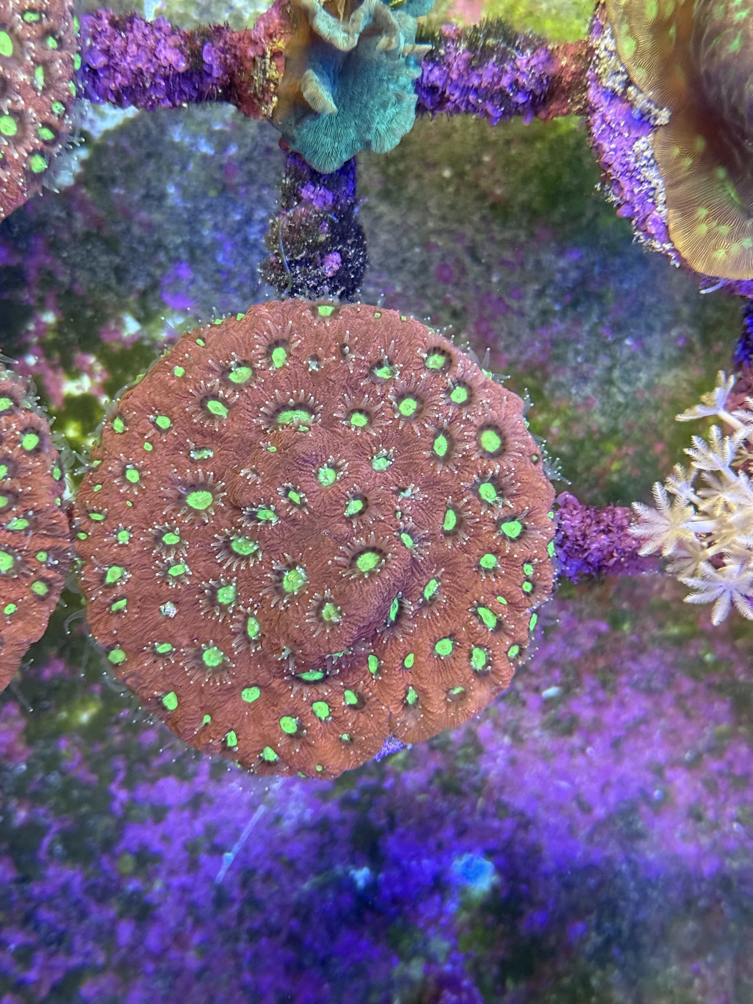 Encrusting Coral