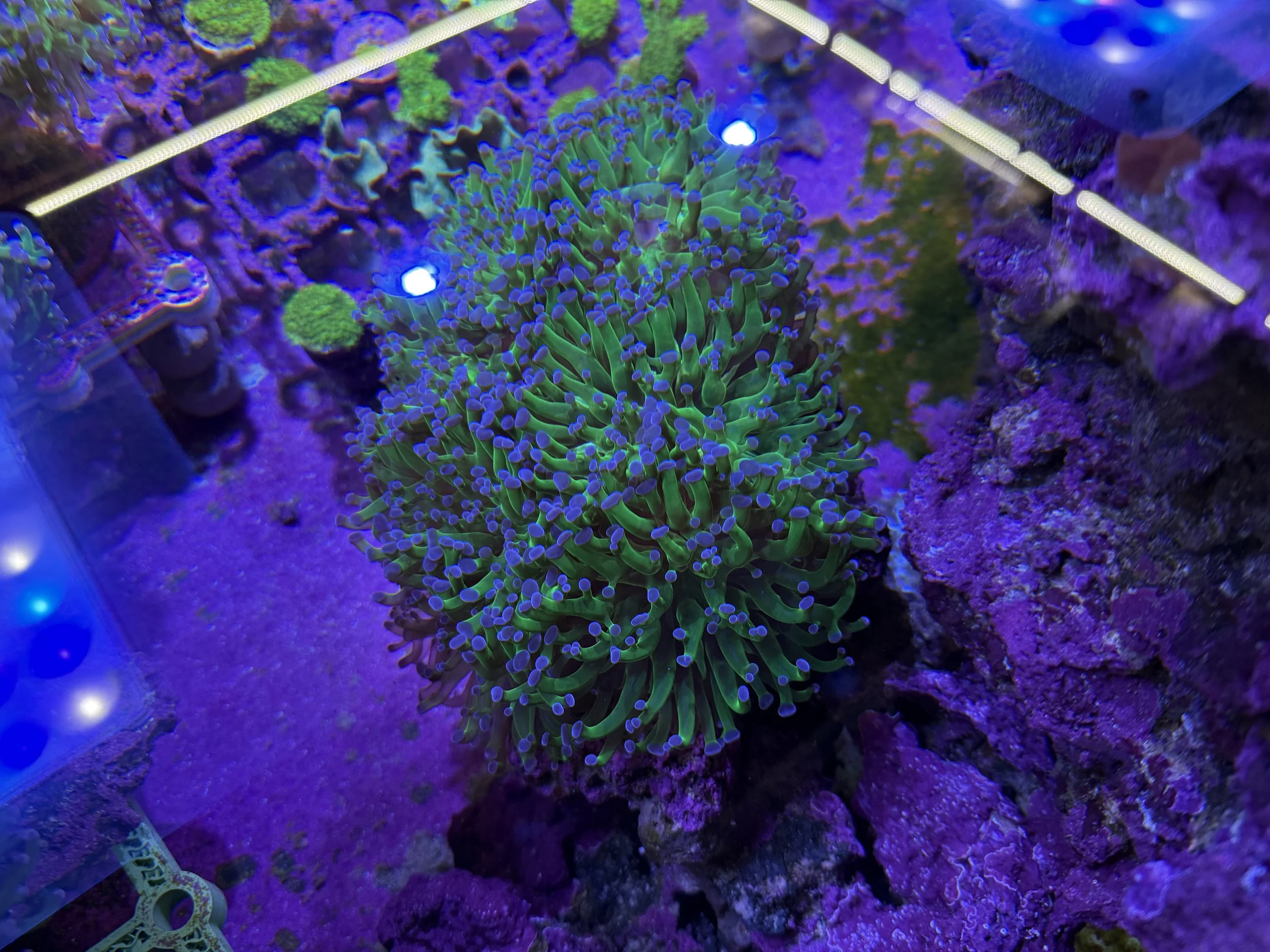 Borealis Frogspawn