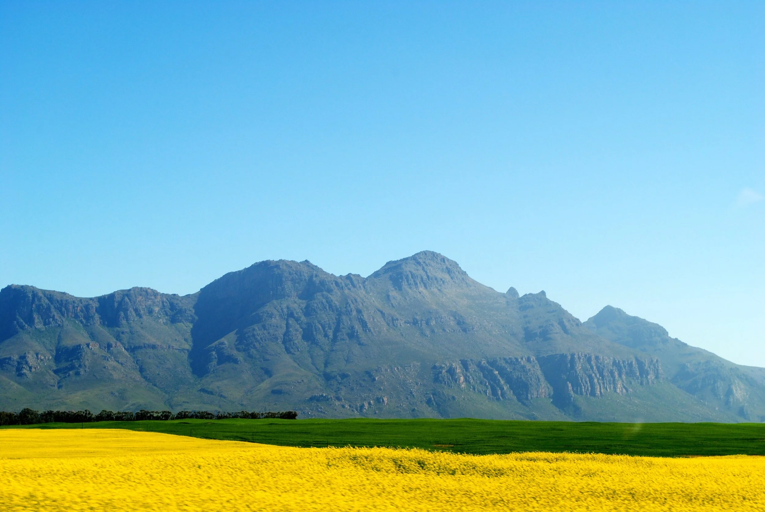 Mountains in the background with a bright blue sky and a field of yellow flowers in the foreground.