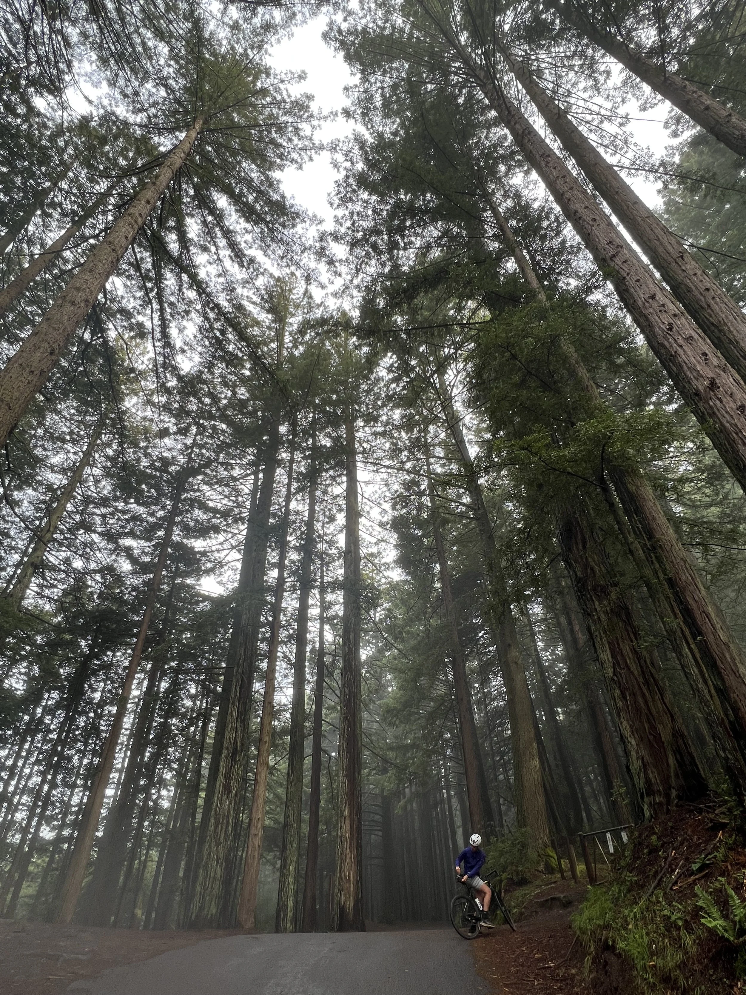 A person in a blue jacket and helmet riding a mountain bike on a forest trail surrounded by tall redwood trees.