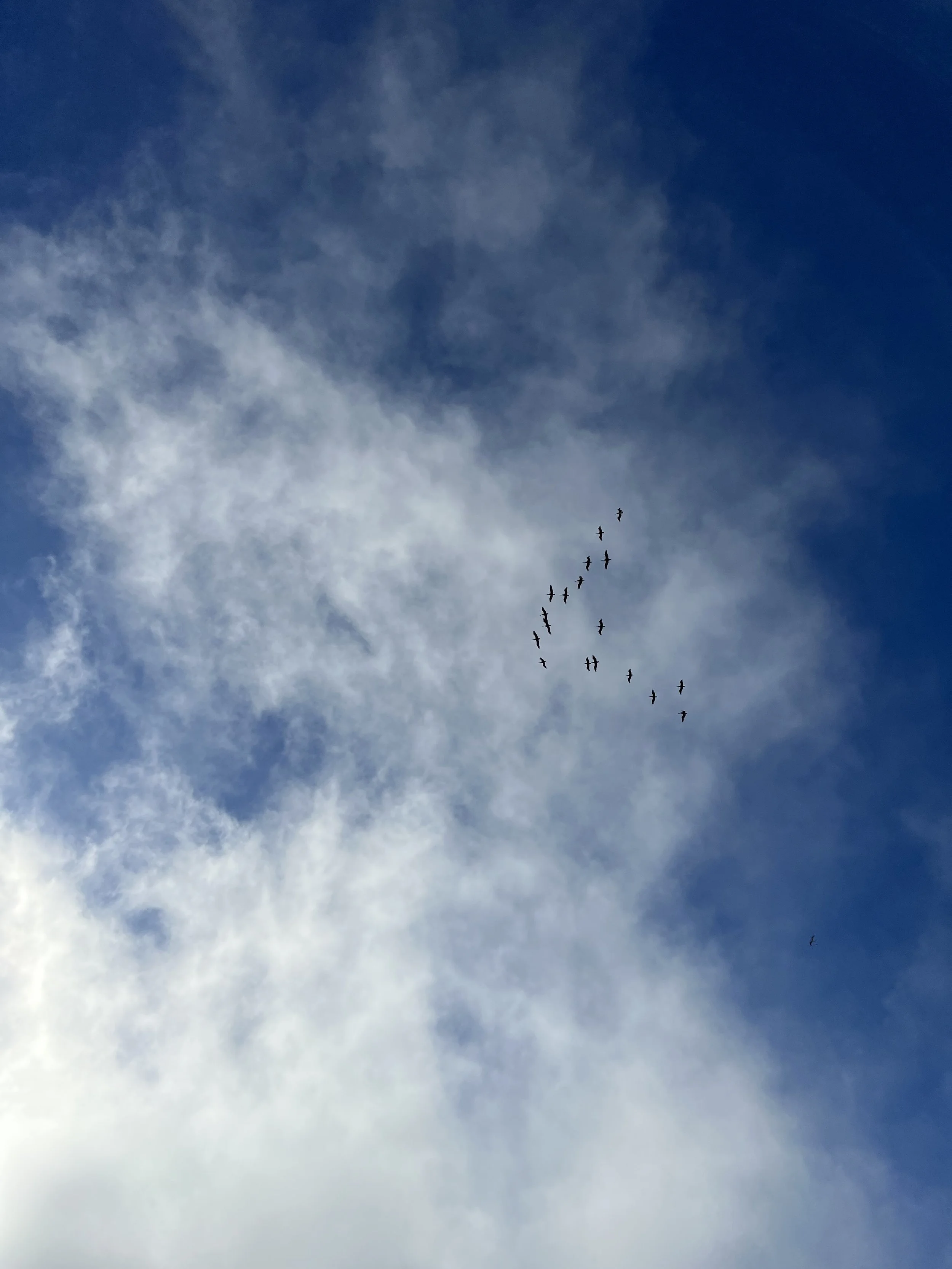 A flock of birds flying in the sky amid clouds.