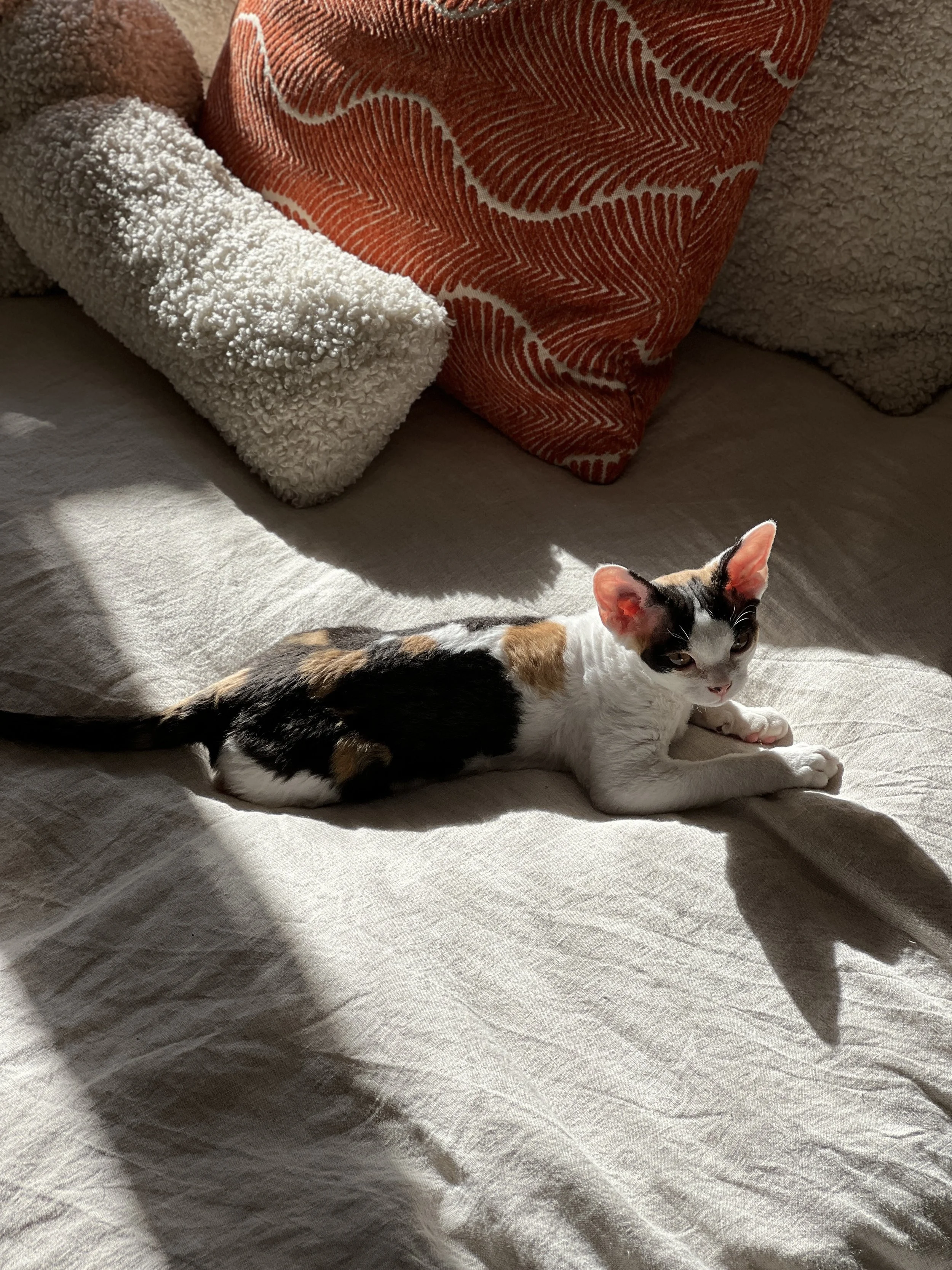 Calico kitten lying on a light-colored bed in sunlight with pillows in the background.