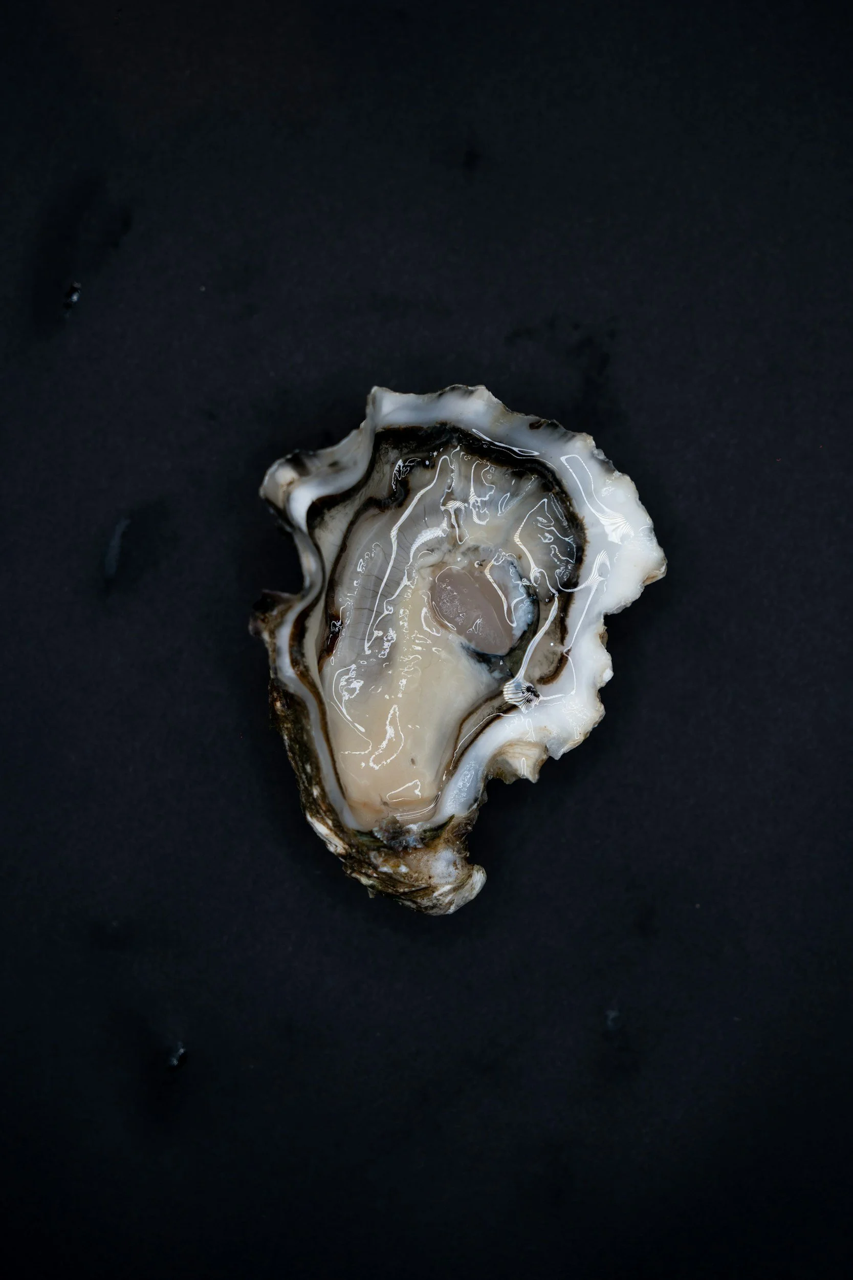 All A lot of Oysters