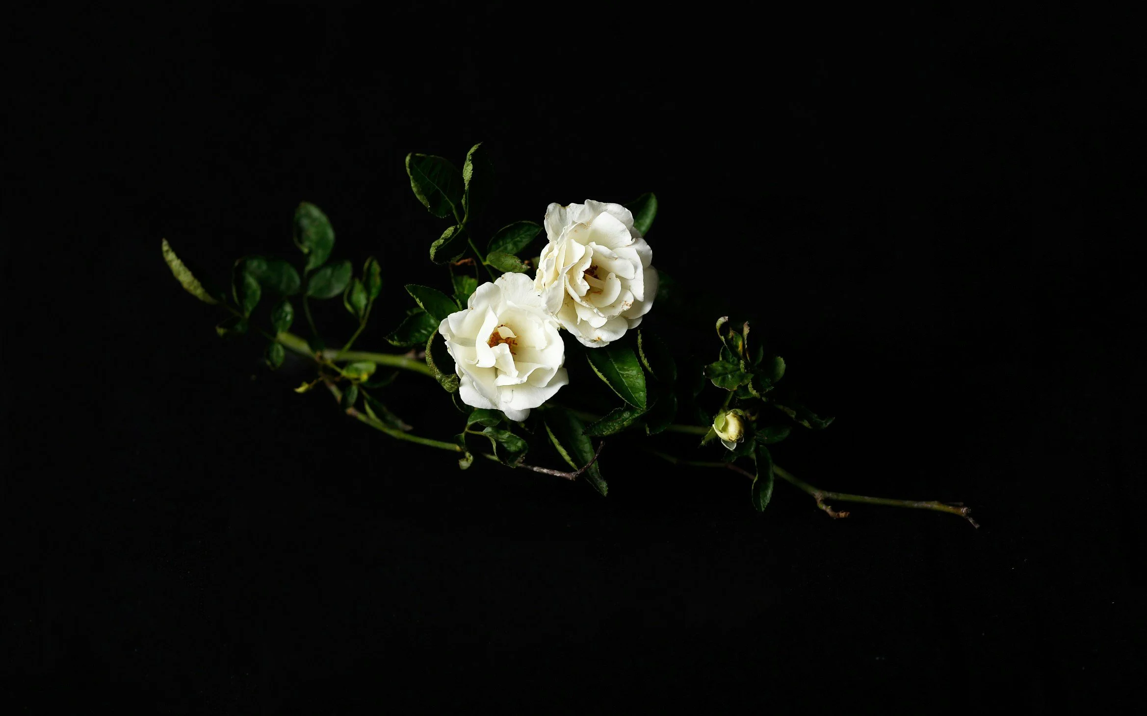 Select Poetry