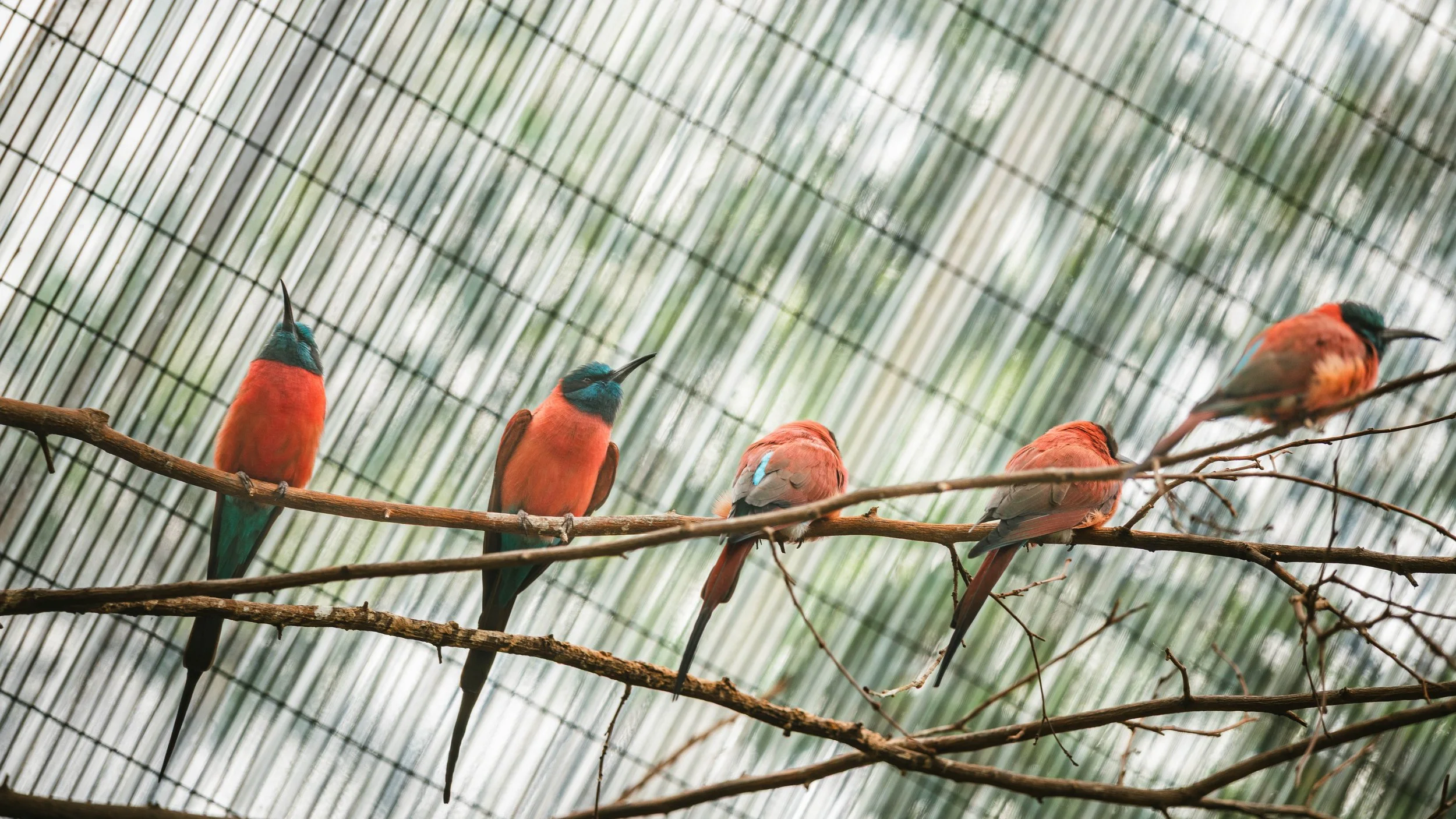 動物たち-6.jpg