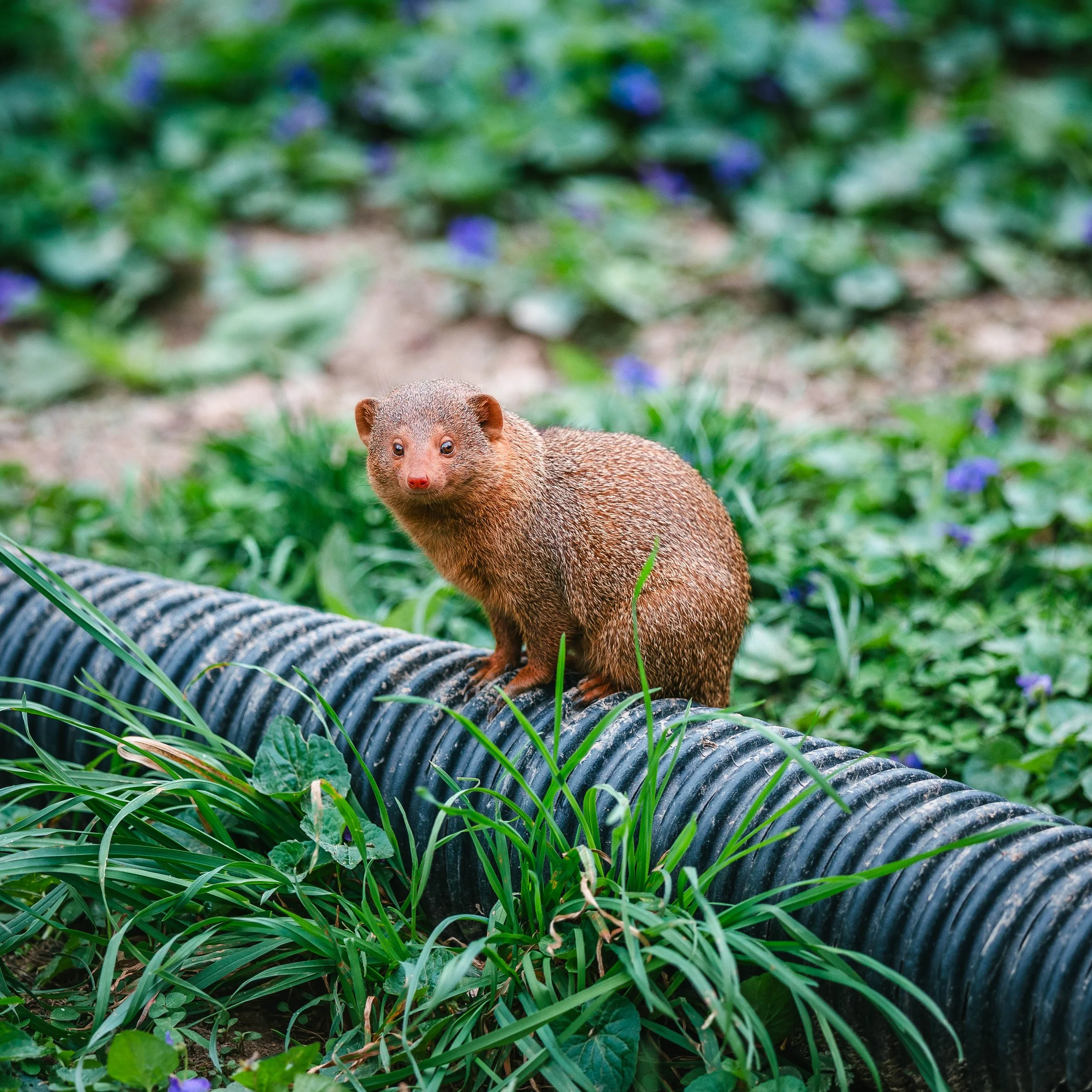 動物たち-9.jpg
