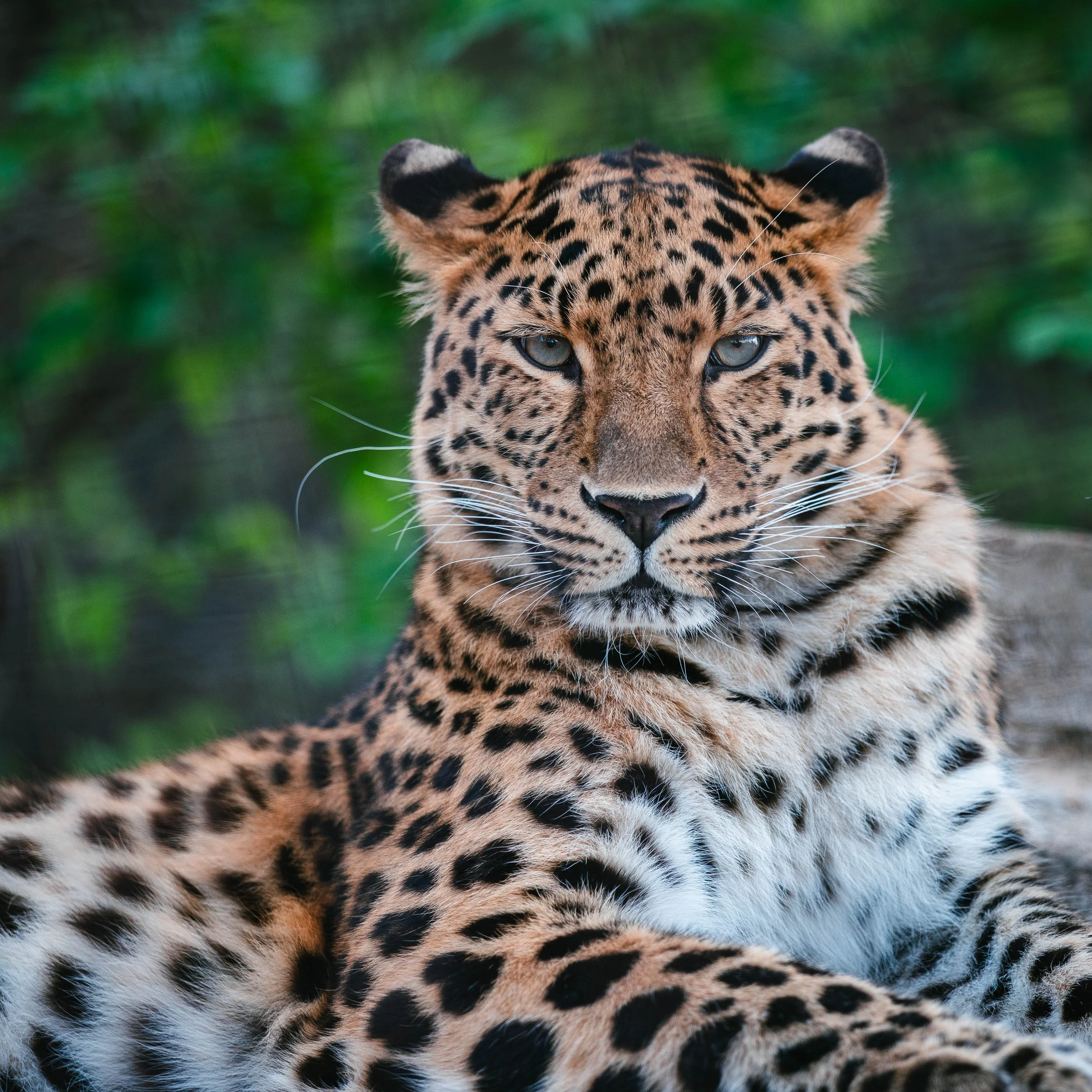 動物たち-20.jpg