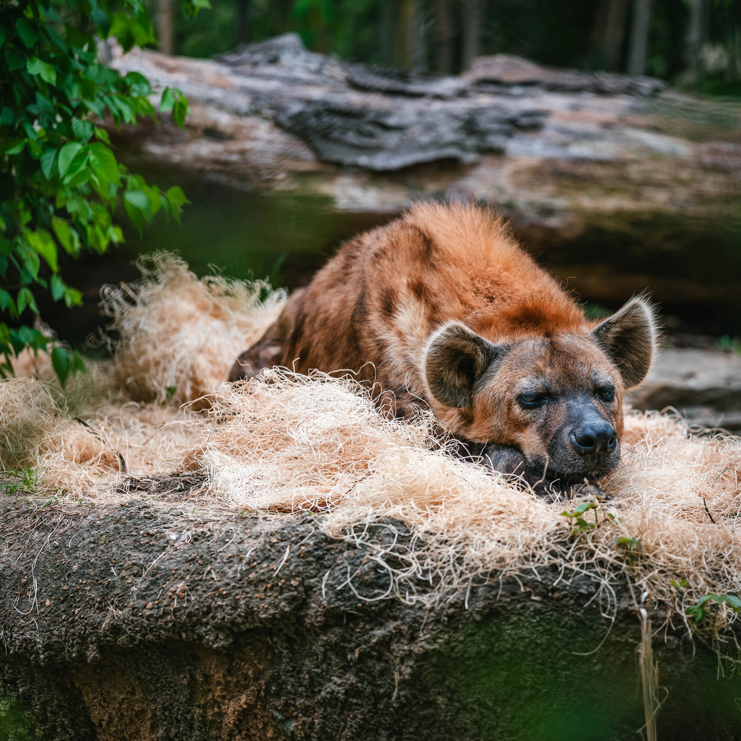 動物たち-8.jpg