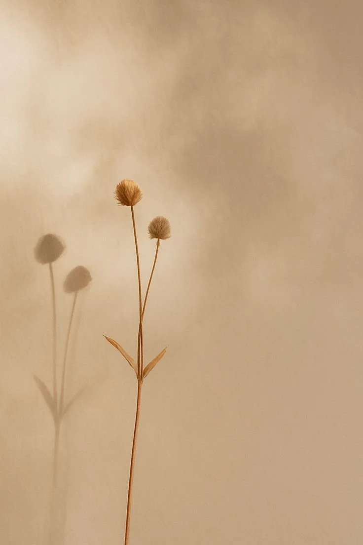 A dried plant with three fluffy seed heads casting shadows on a plain, beige background.