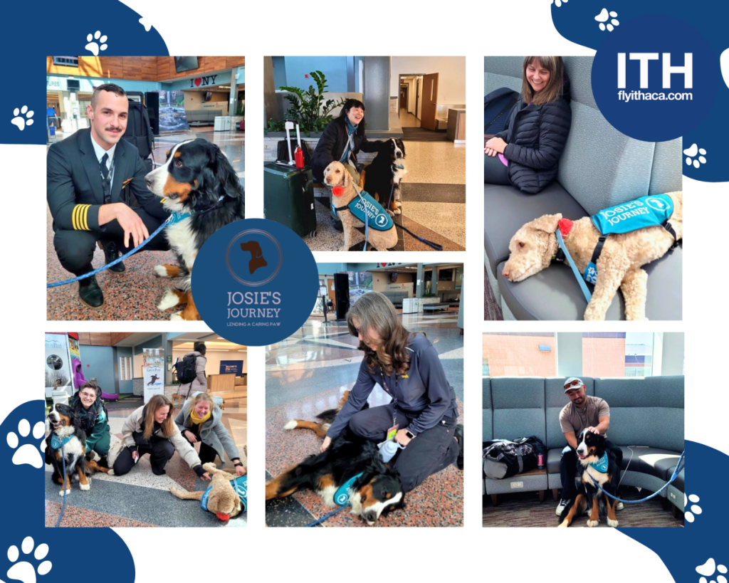 Welcome Josie’s Journey Therapy Dogs to ITH!