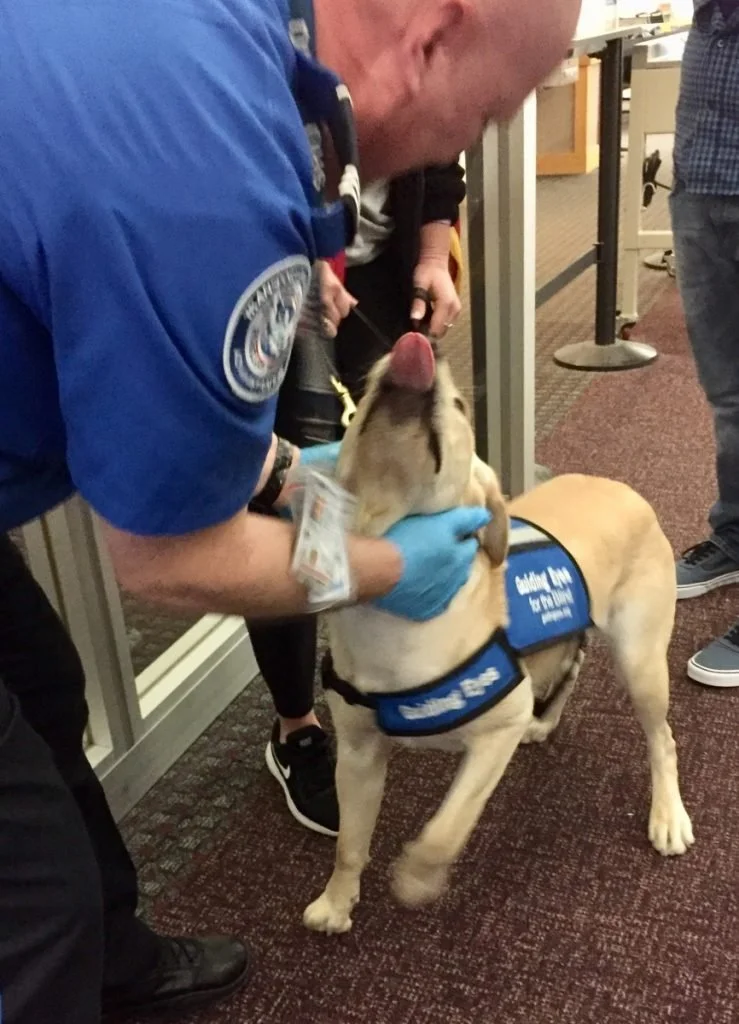 Twenty guide dogs received TSA checkpoint training at Ithaca Tompkins Regional Airport