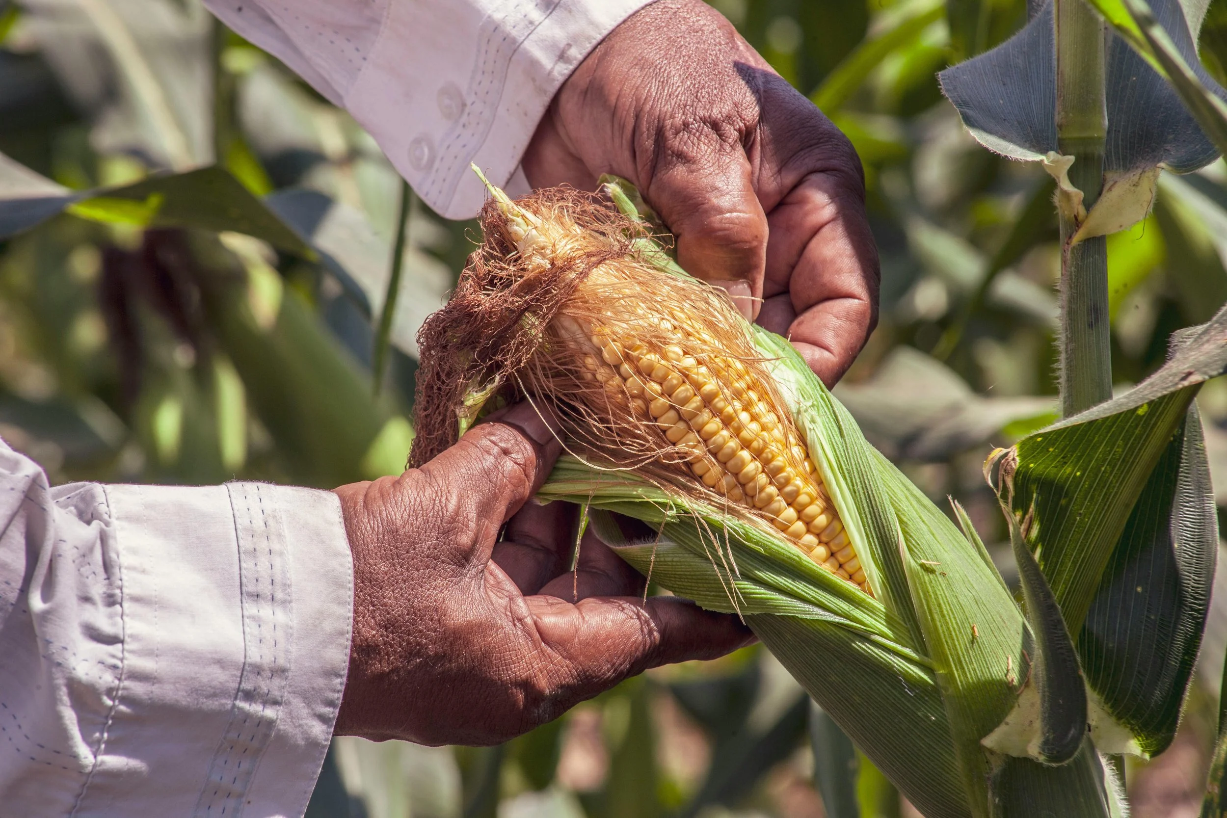 A person harvesting a ripe ear of corn from a cornfield.