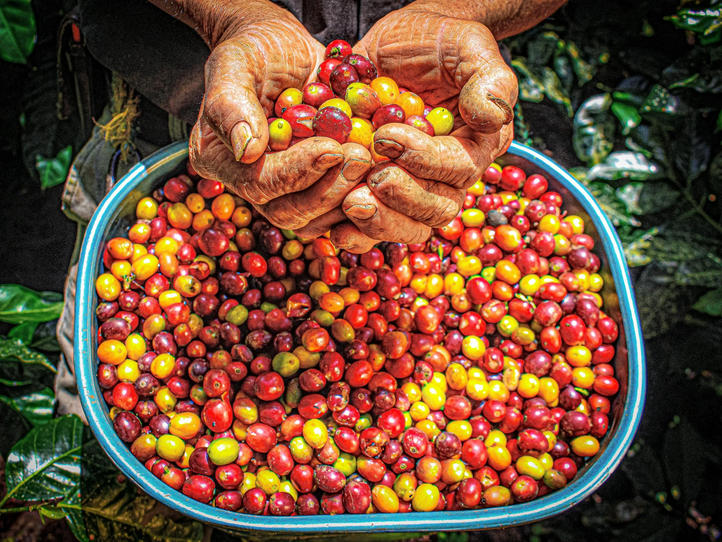 Local farmers tending coffee plants on terraced slopes: resilience in motion.