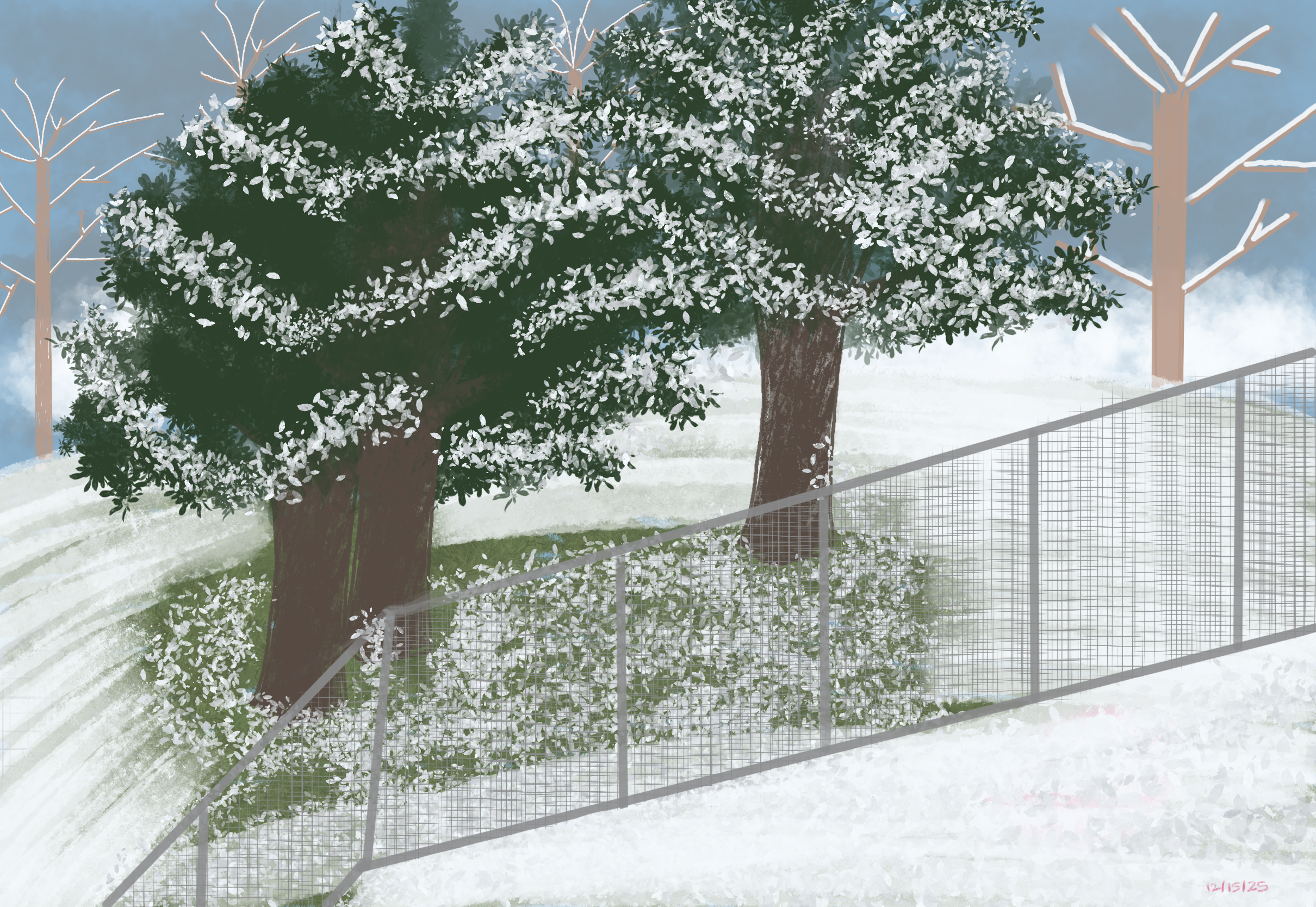evergreen trees covered in snow. Fence in the foreground. Smaller leaf-less trees in the background.