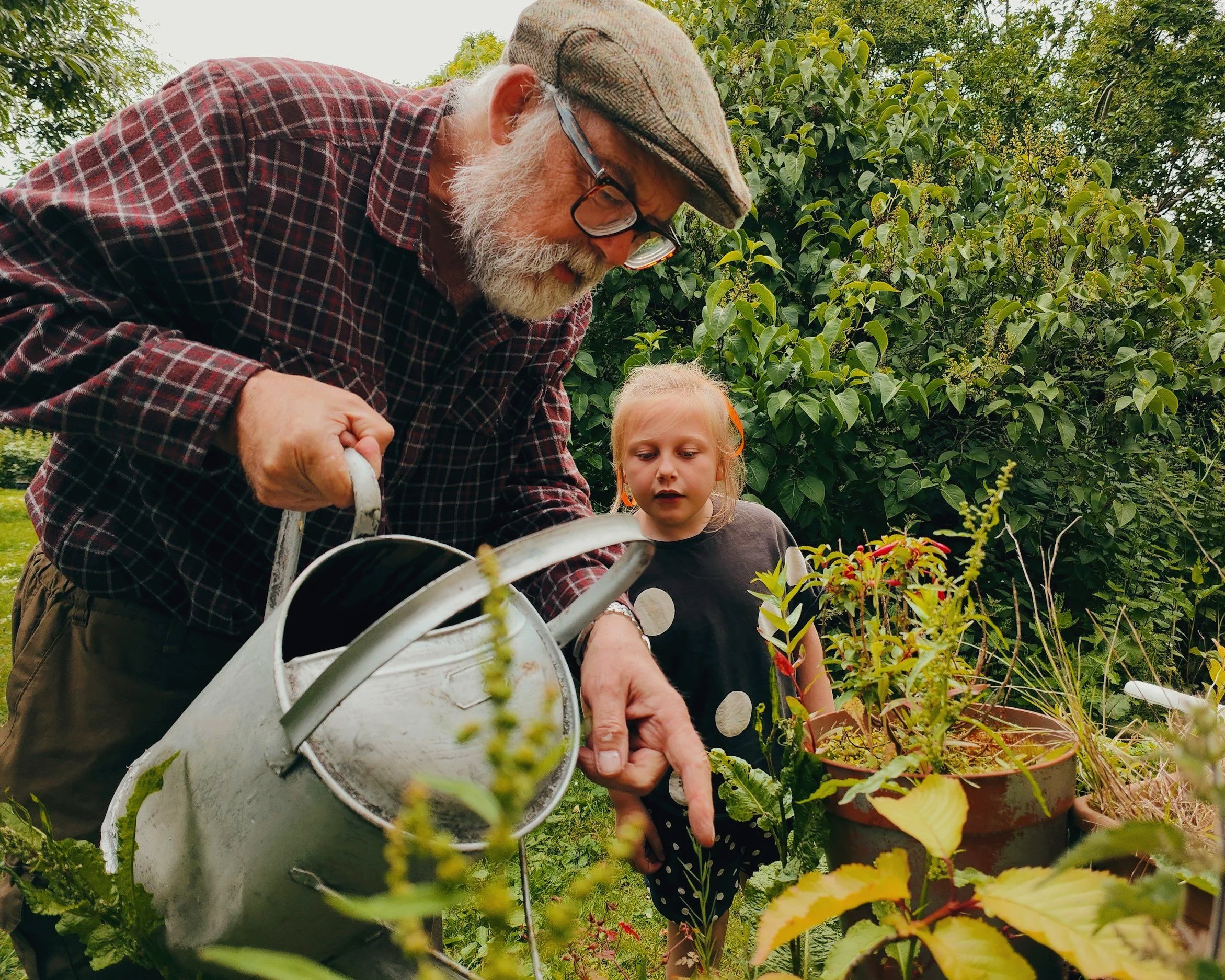 An older white man in a plaid shirt with a white bear and sunglasses waters some plants, with a young girl standing at his side watching