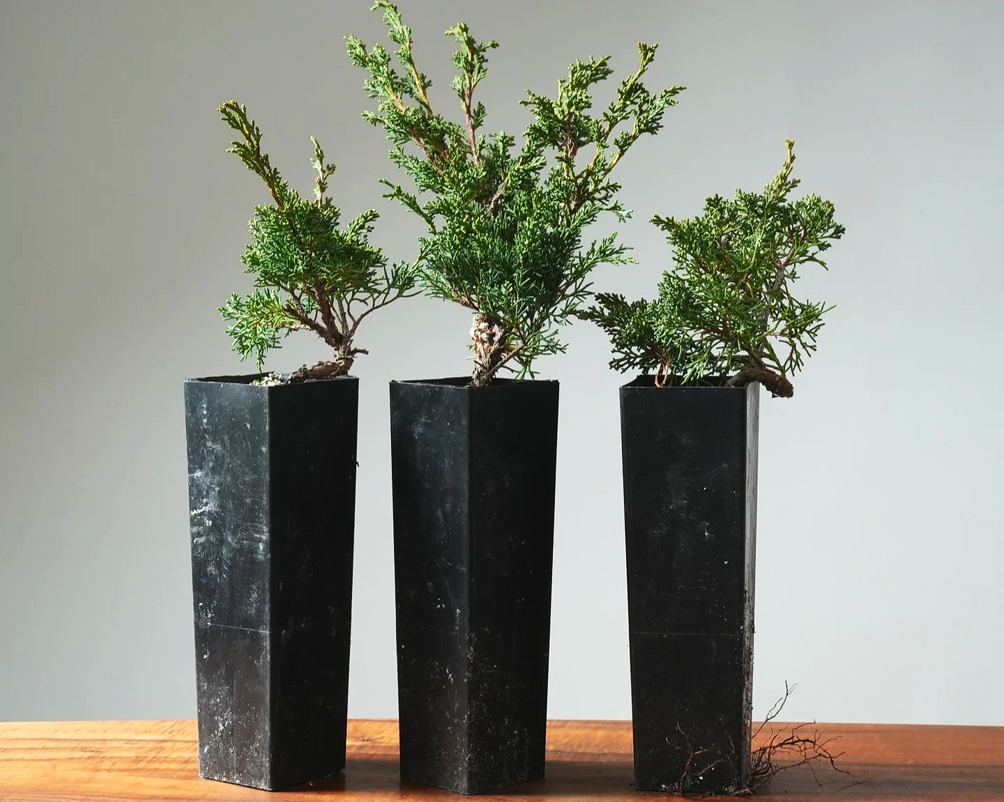 Three bonsai trees in tall black planters