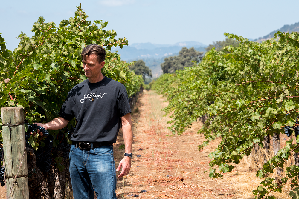 A man walks through a vineyard inspecting grapevines on a sunny day.